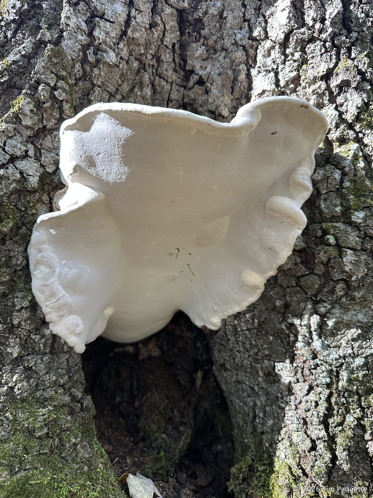 Polypores & brackets
