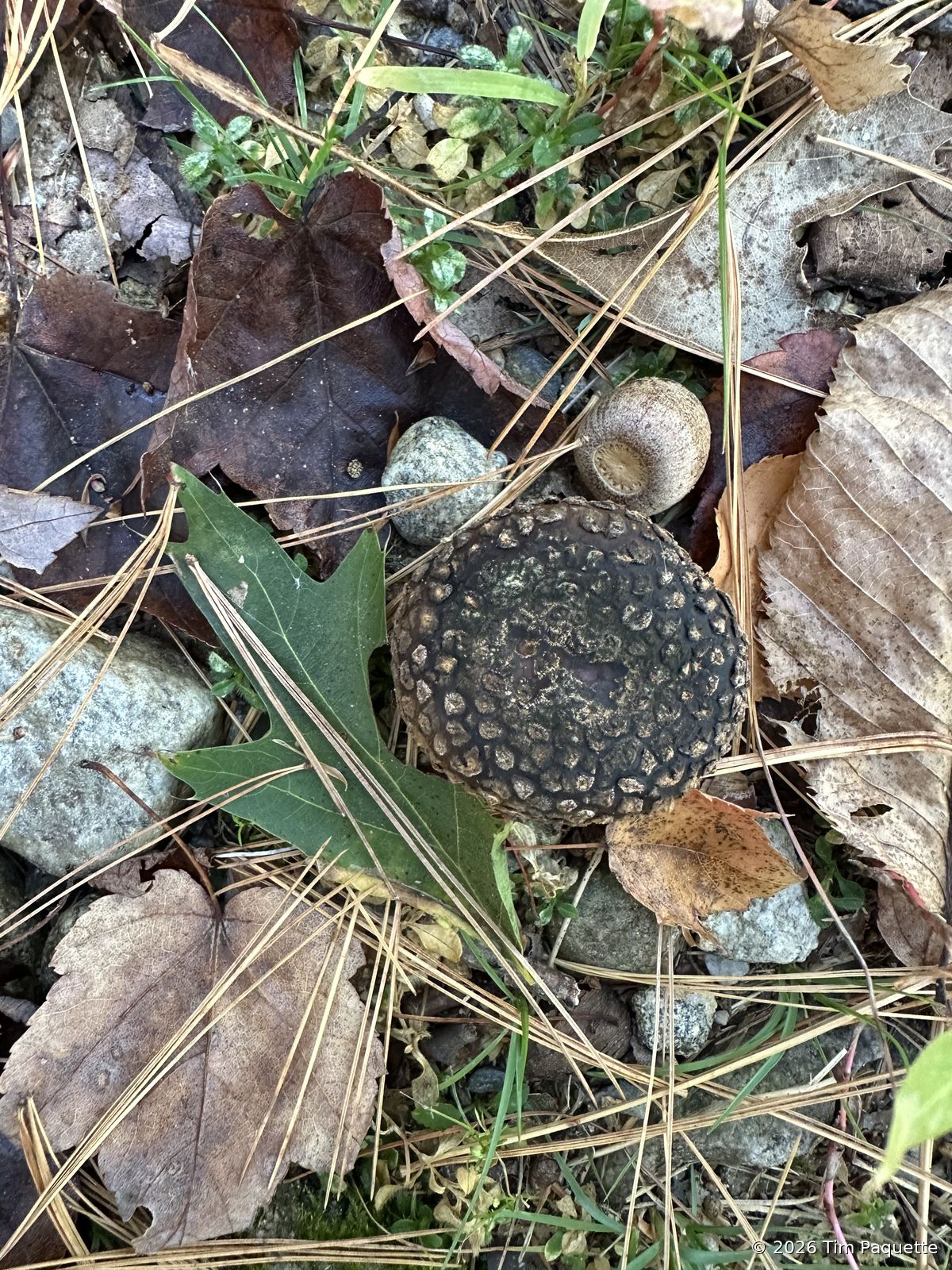 Other finds
