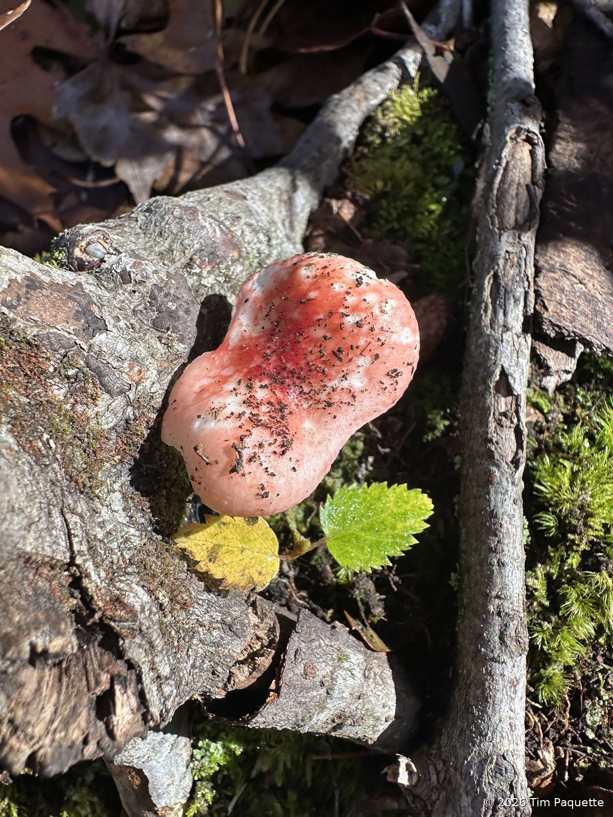 Russulas & milkcaps