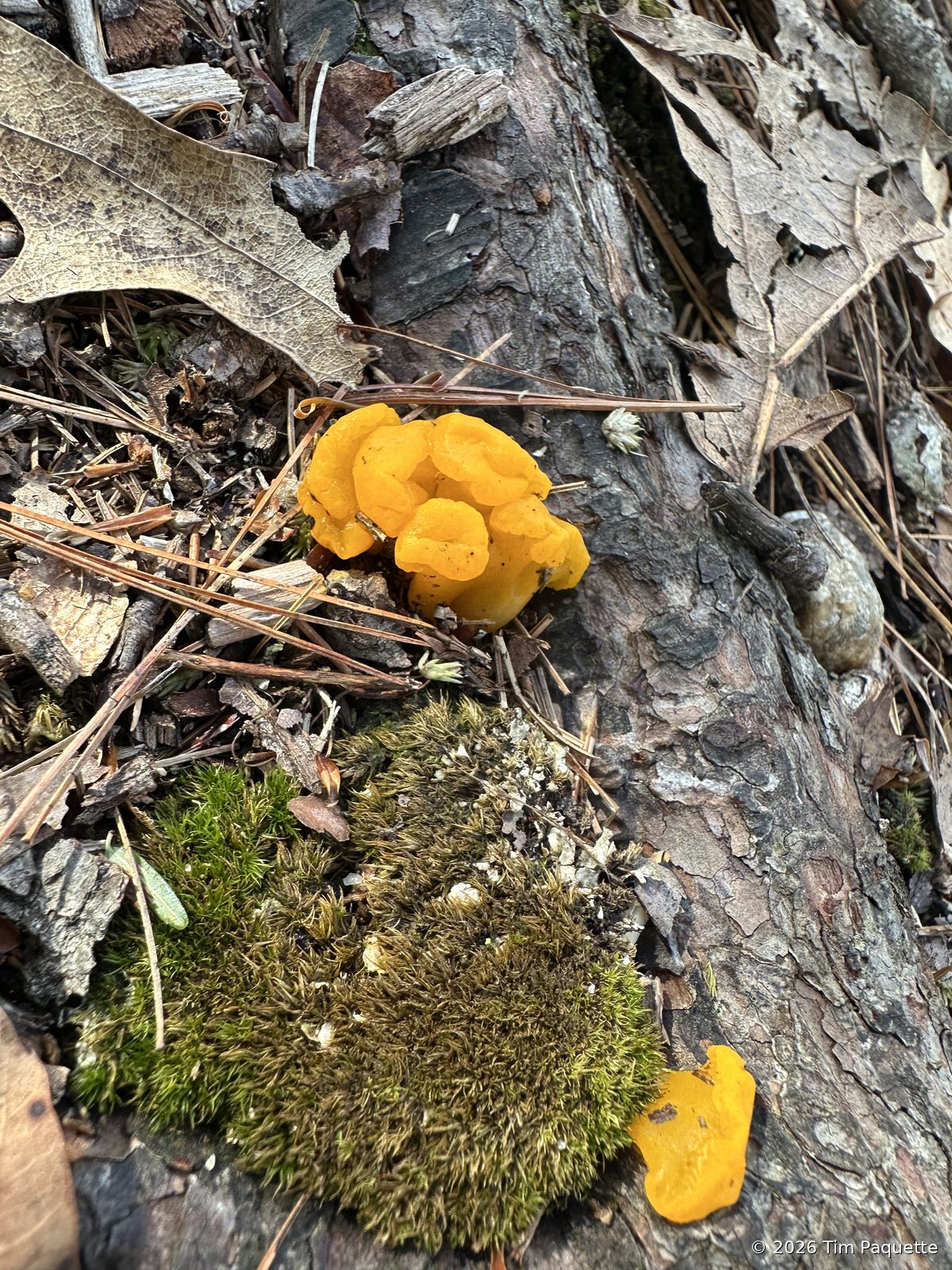 Witch's butter on a mossy log