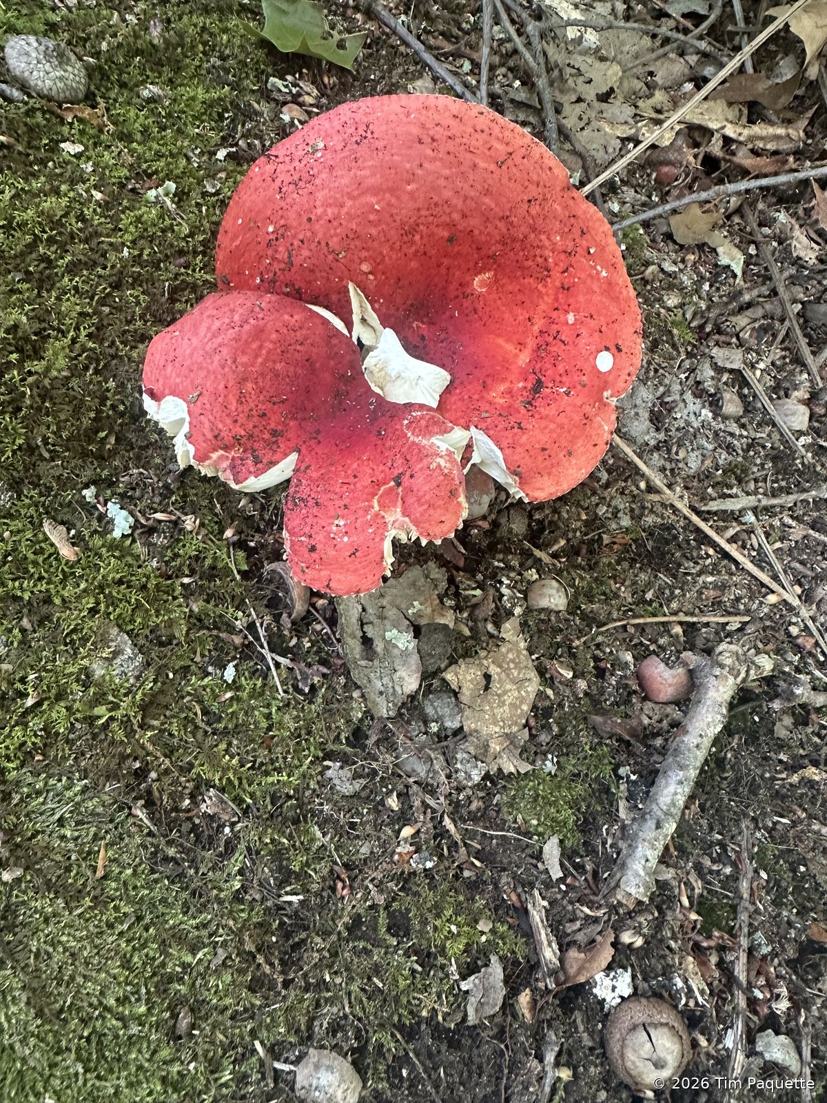 Broad Meadow Brook Wildlife Sanctuary