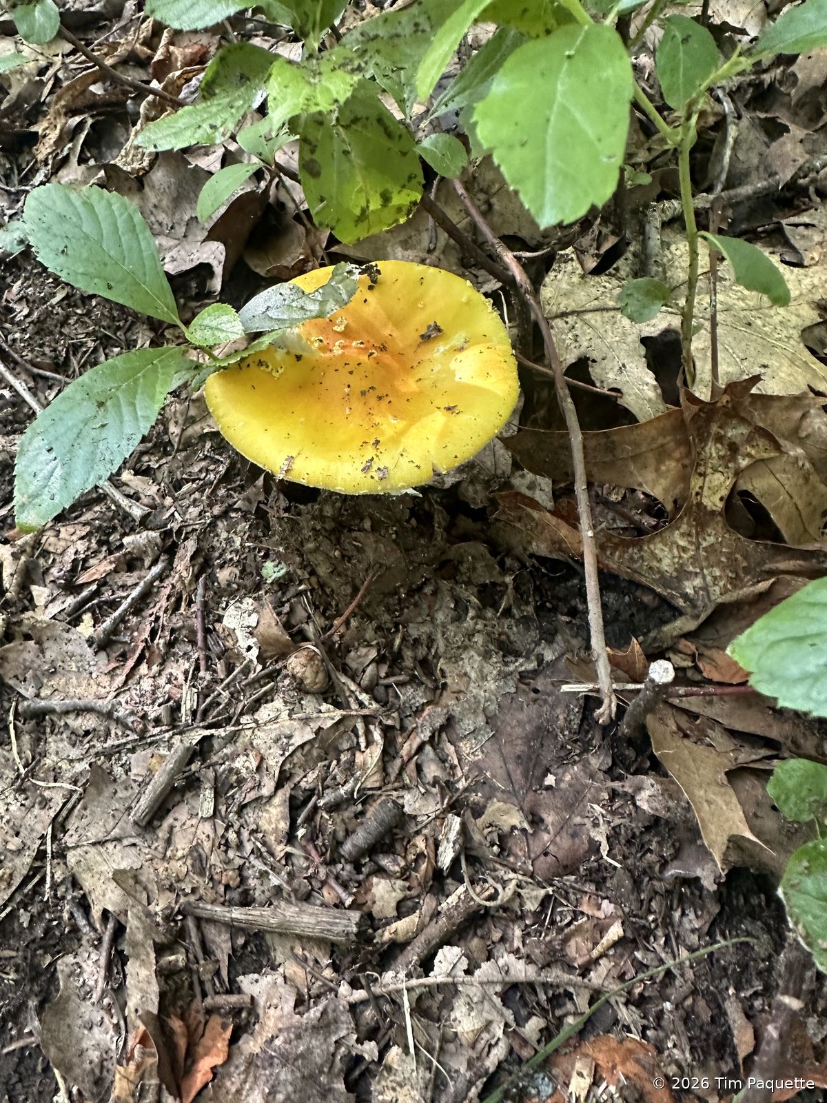 Broad Meadow Brook Wildlife Sanctuary