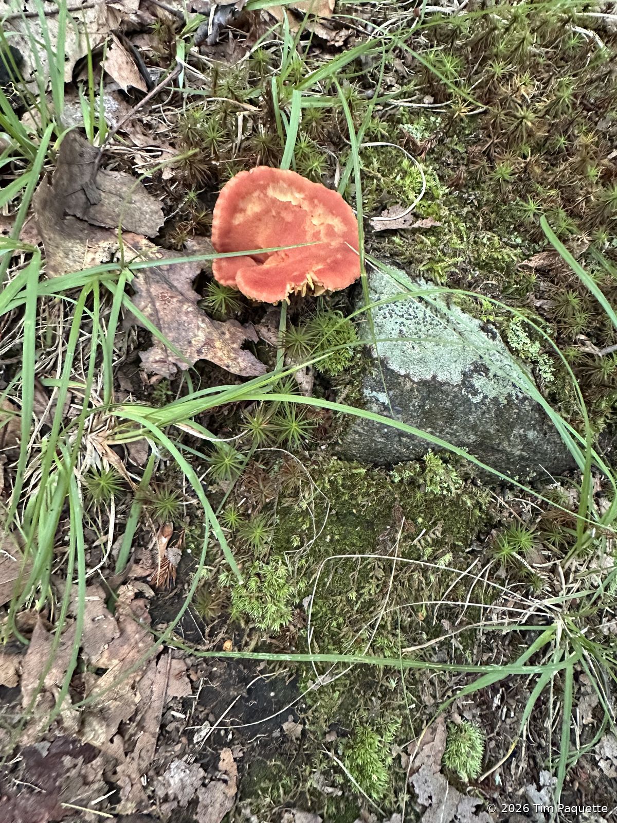 Salmon-pink Russula on moss