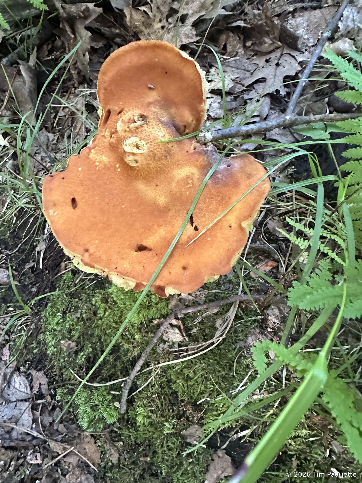 Boletes