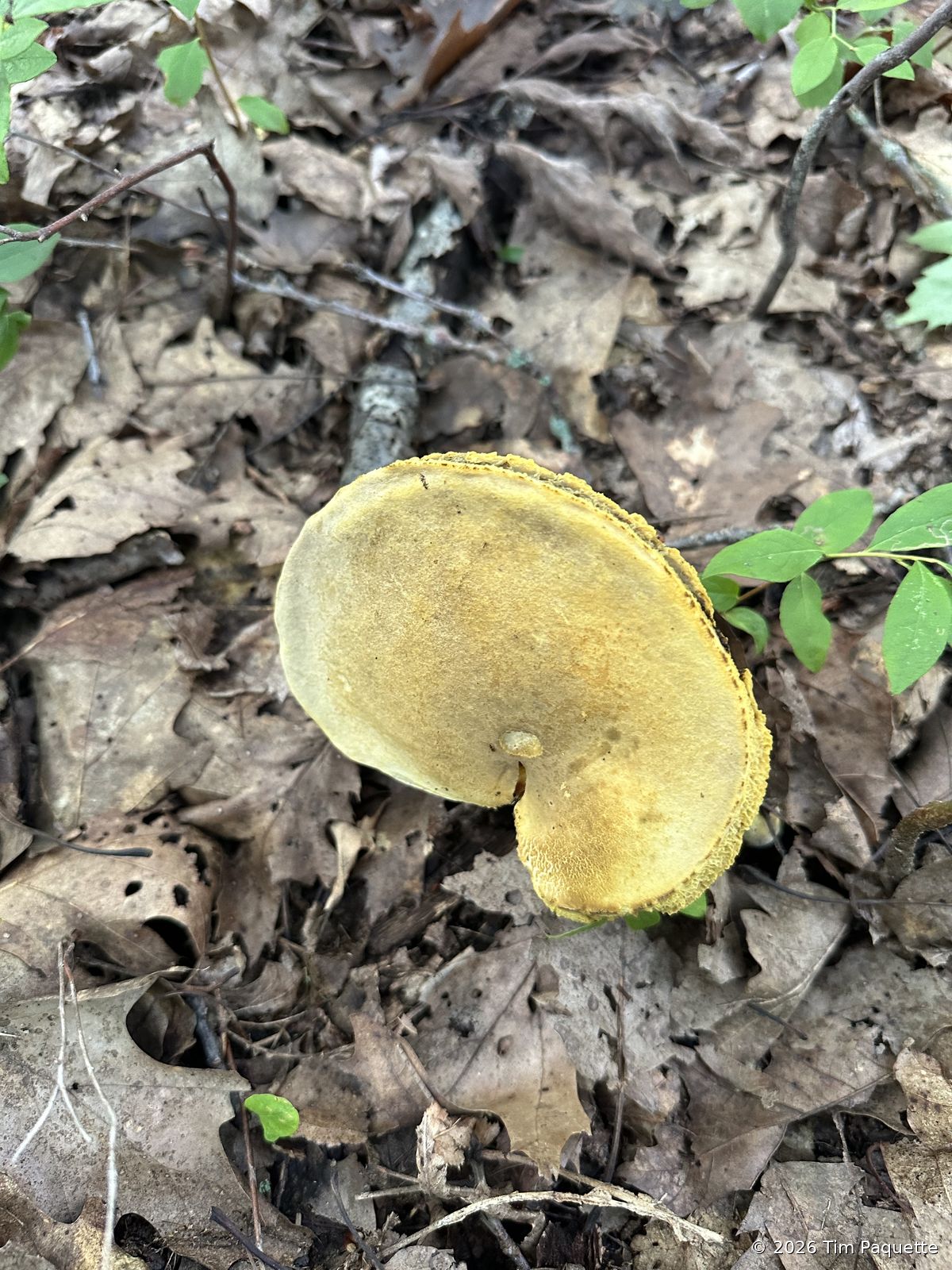 Bolete with boletinoid pores