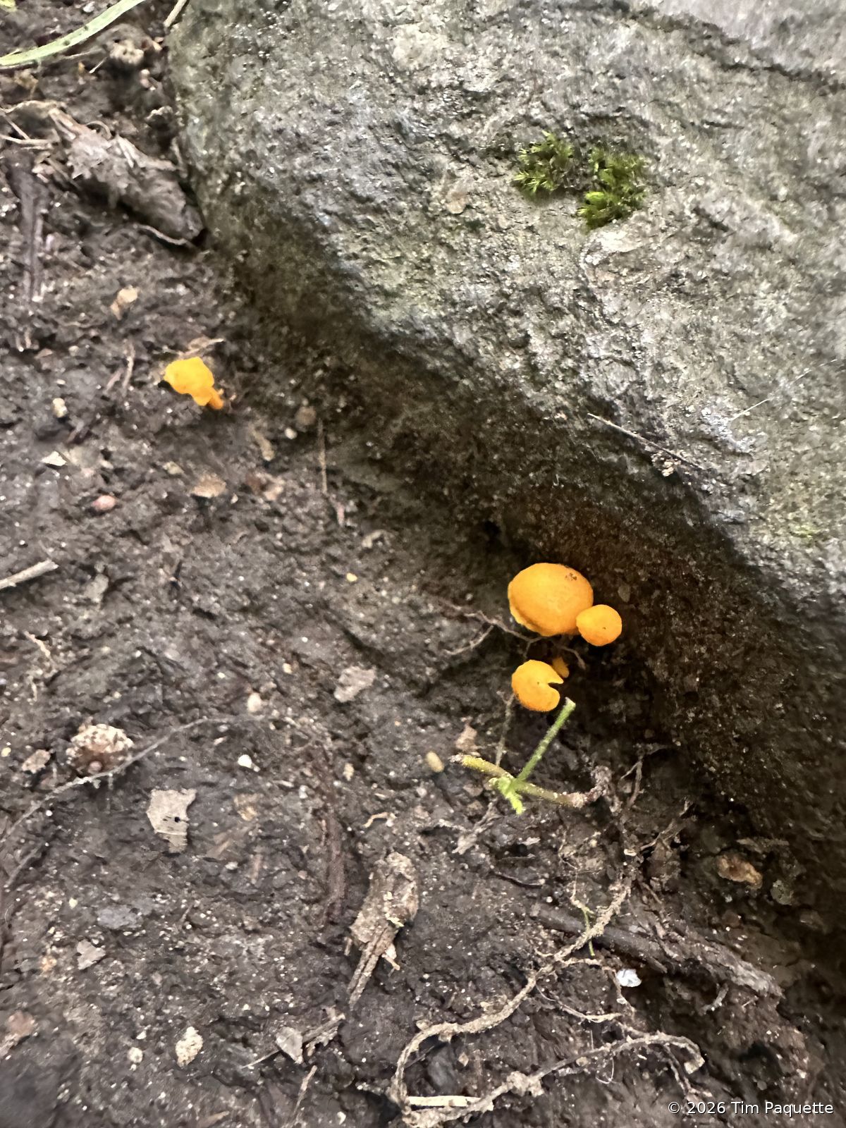 Tiny orange mushrooms at a boulder base