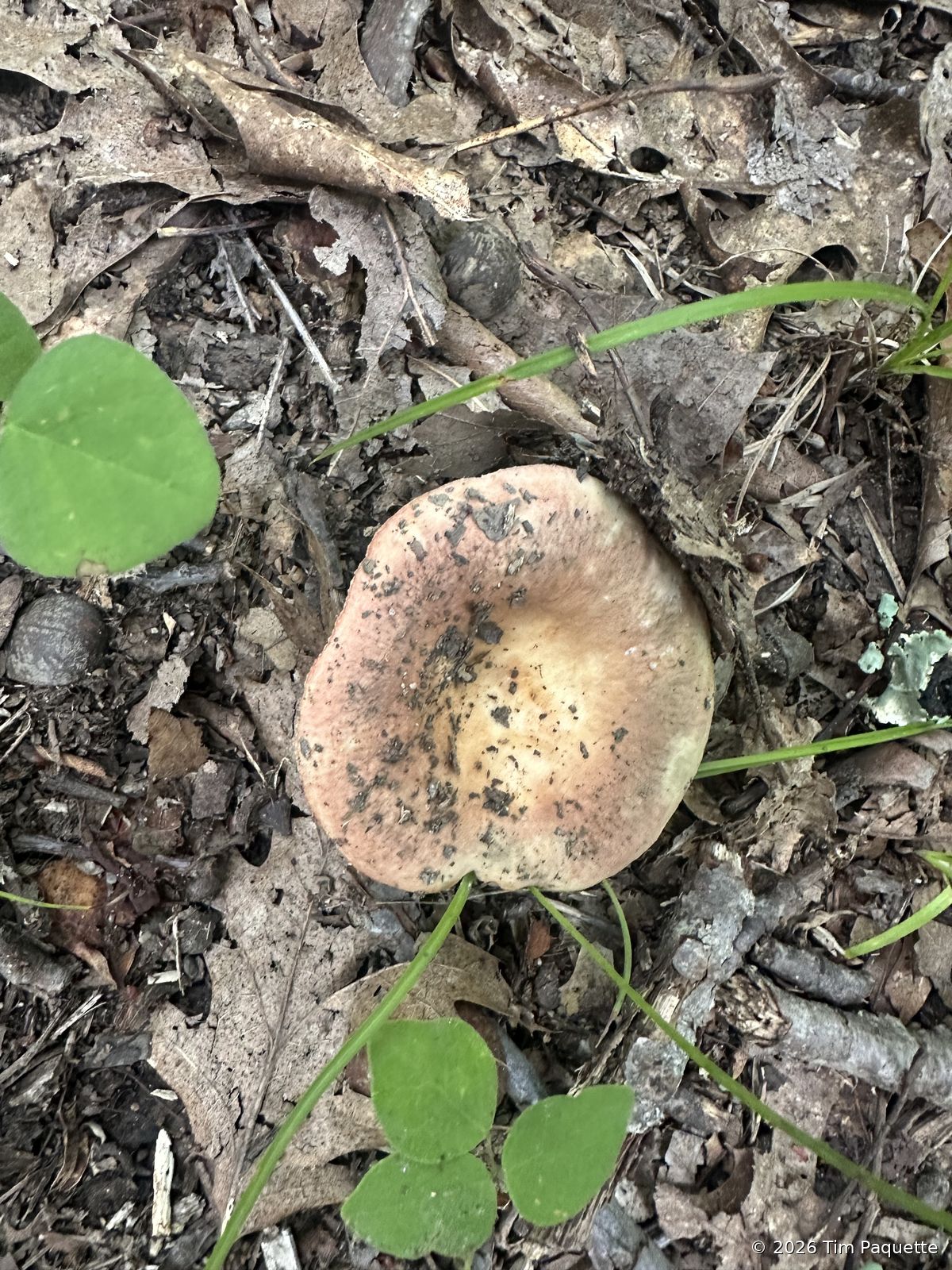 Pink-tan capped agaric