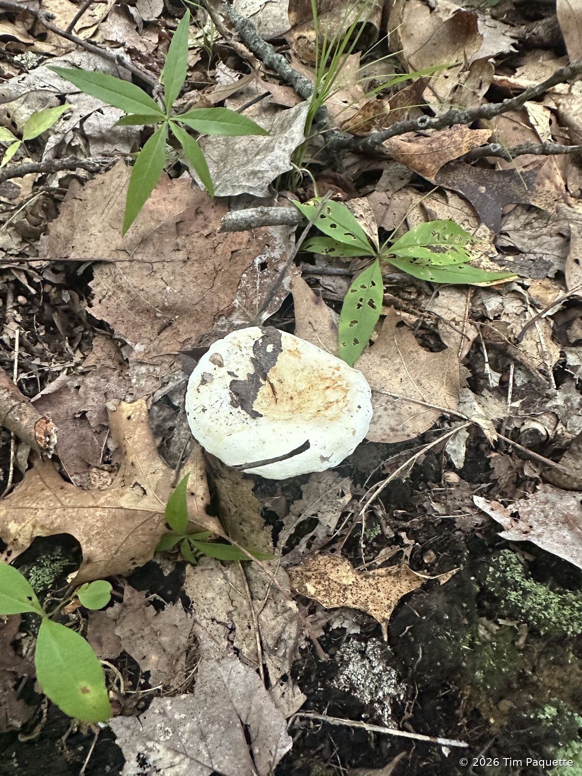 White-capped agaric in litter