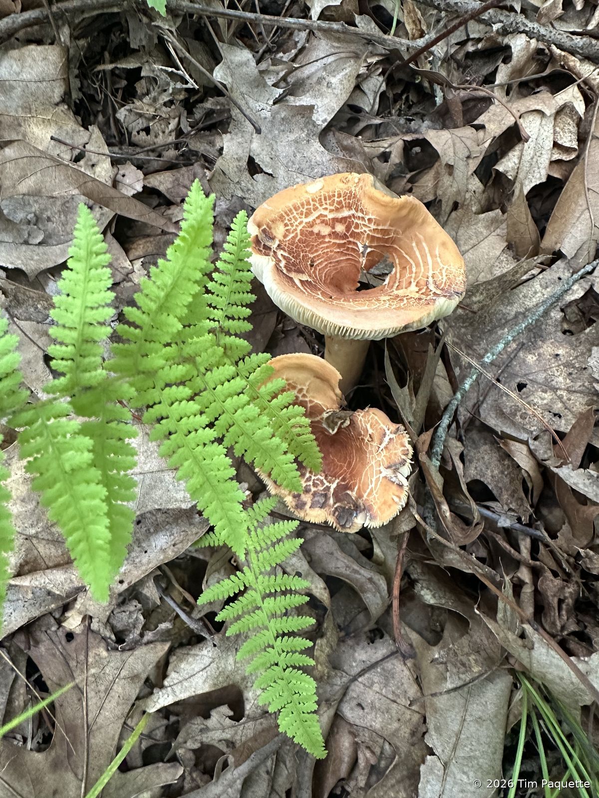Cluster with cracked orange-brown caps