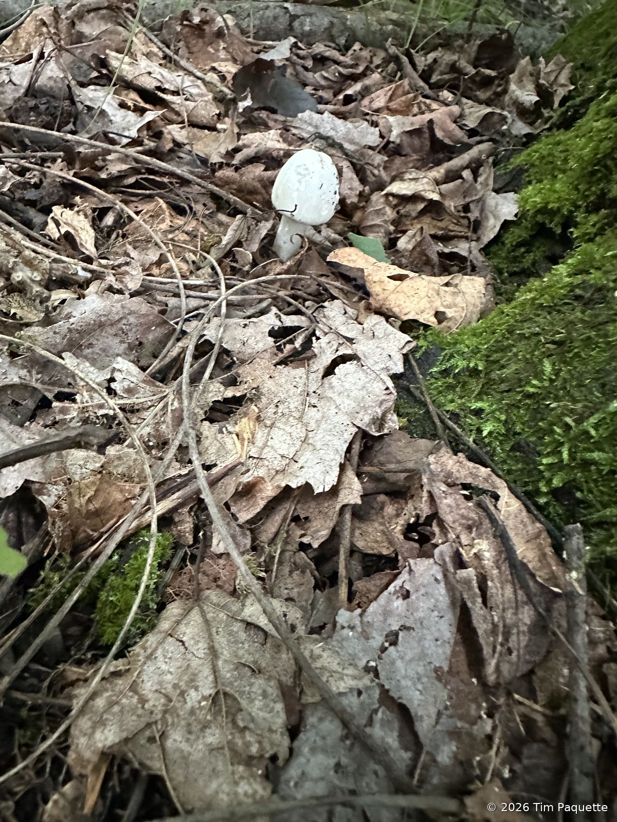 White cap in leaf litter