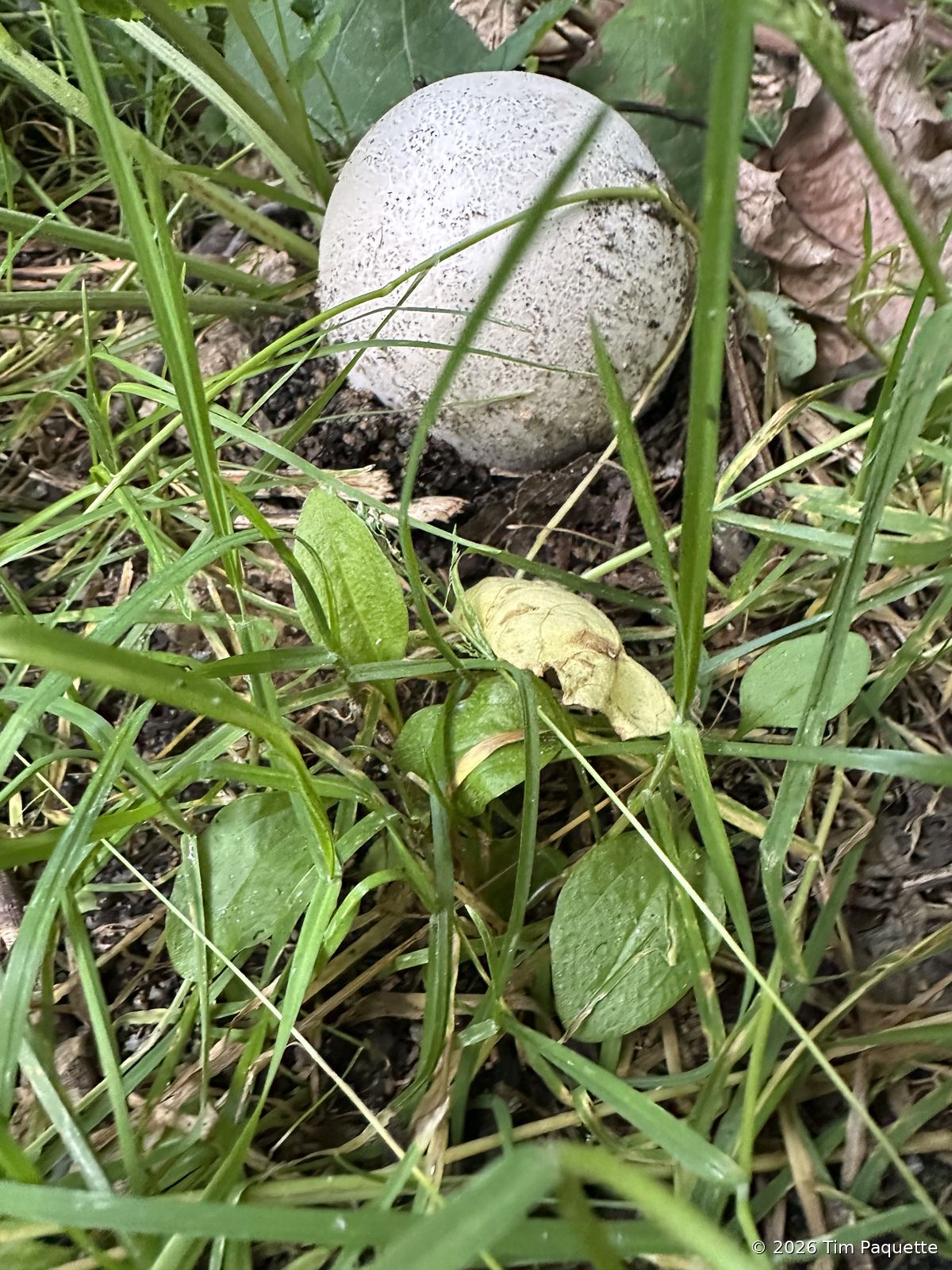 Puffball in grass
