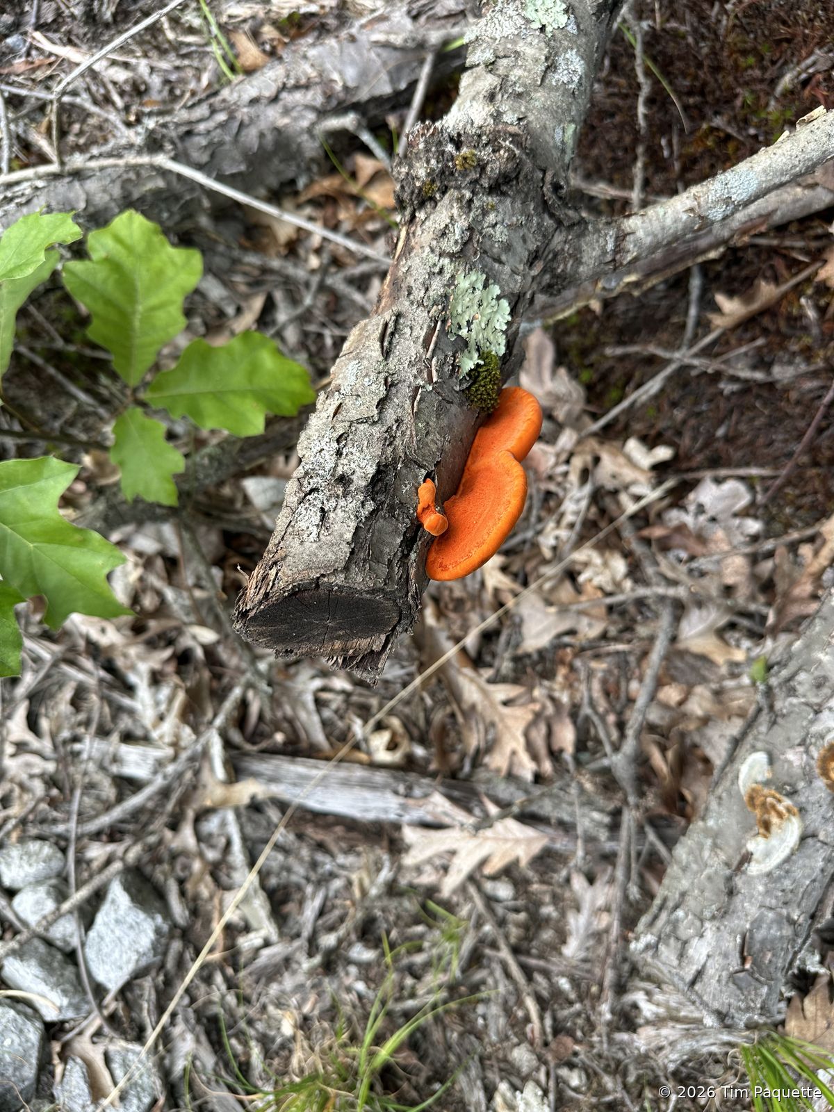 Broad Meadow Brook Wildlife Sanctuary