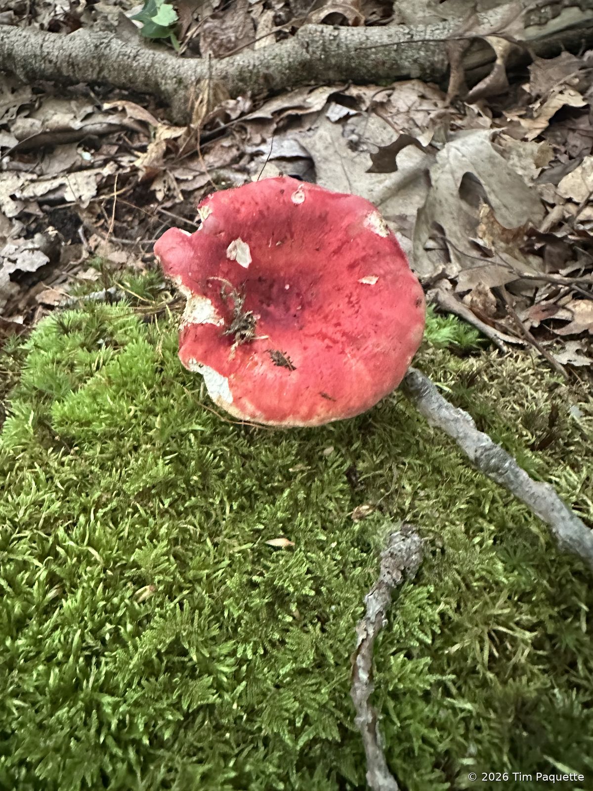 Rose-red Russula on moss