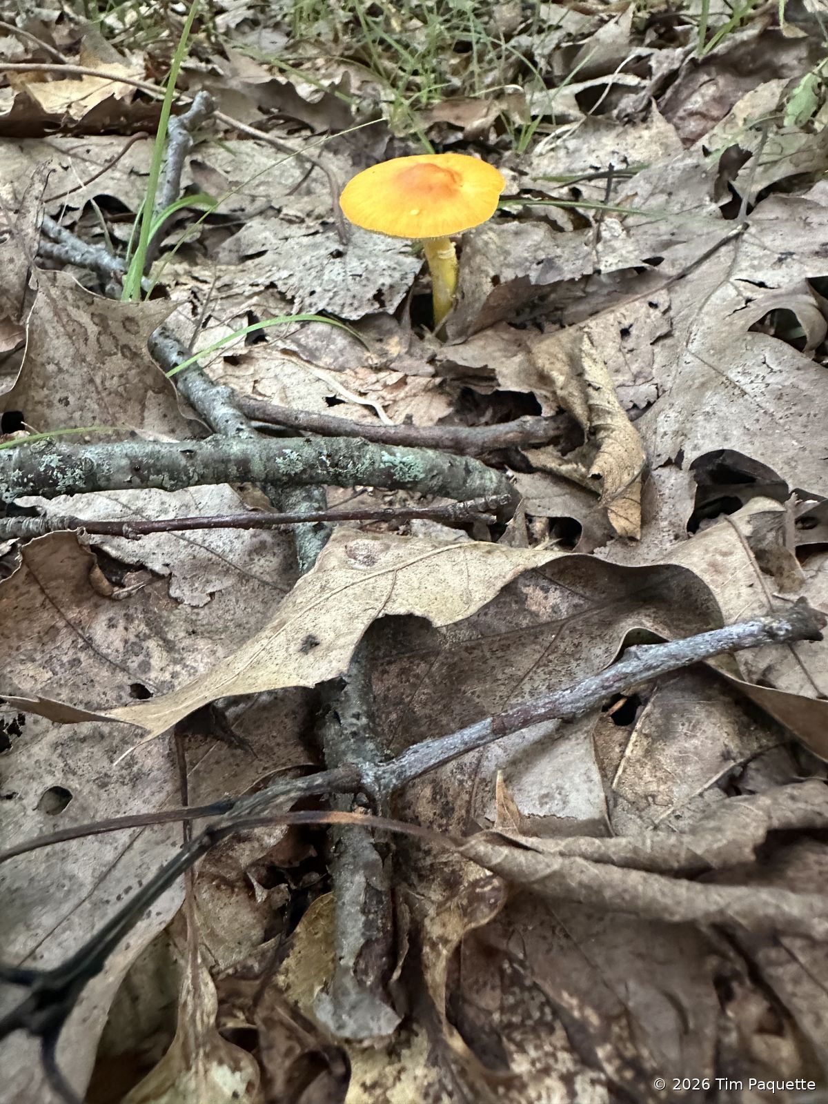 Orange-and-yellow waxcap