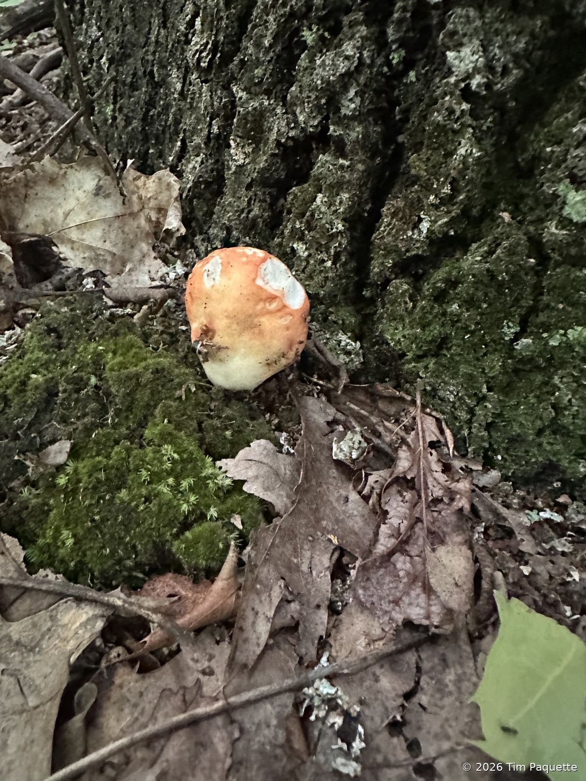Fly agaric button