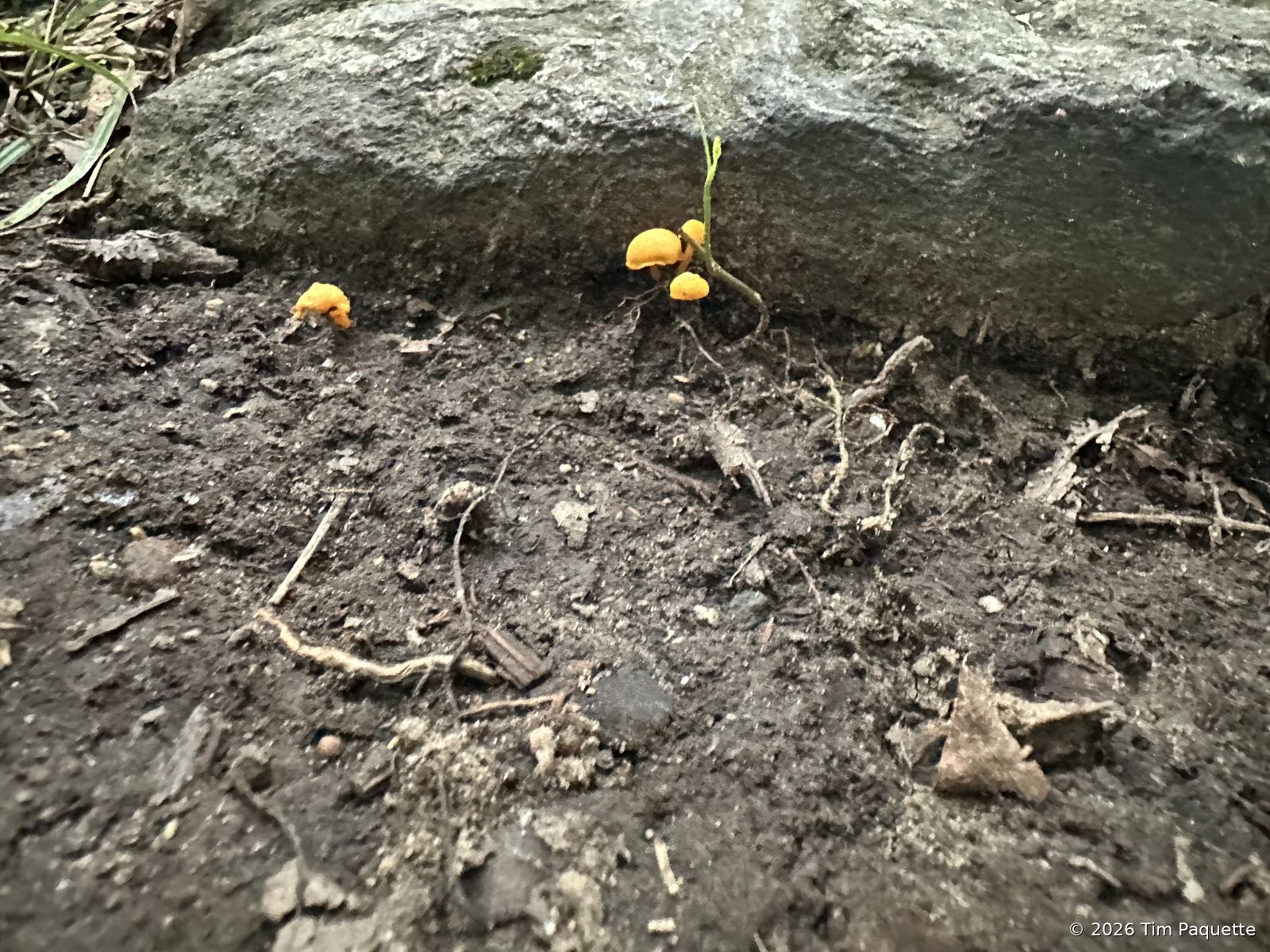 Tiny orange mushrooms at a boulder base — revisit