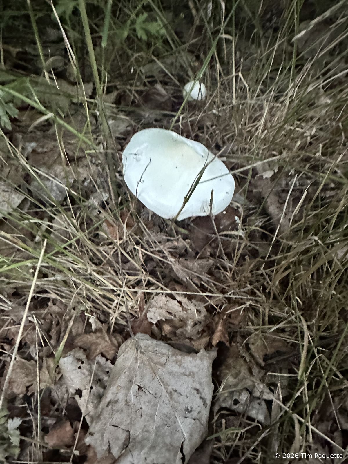 White agaric in grass