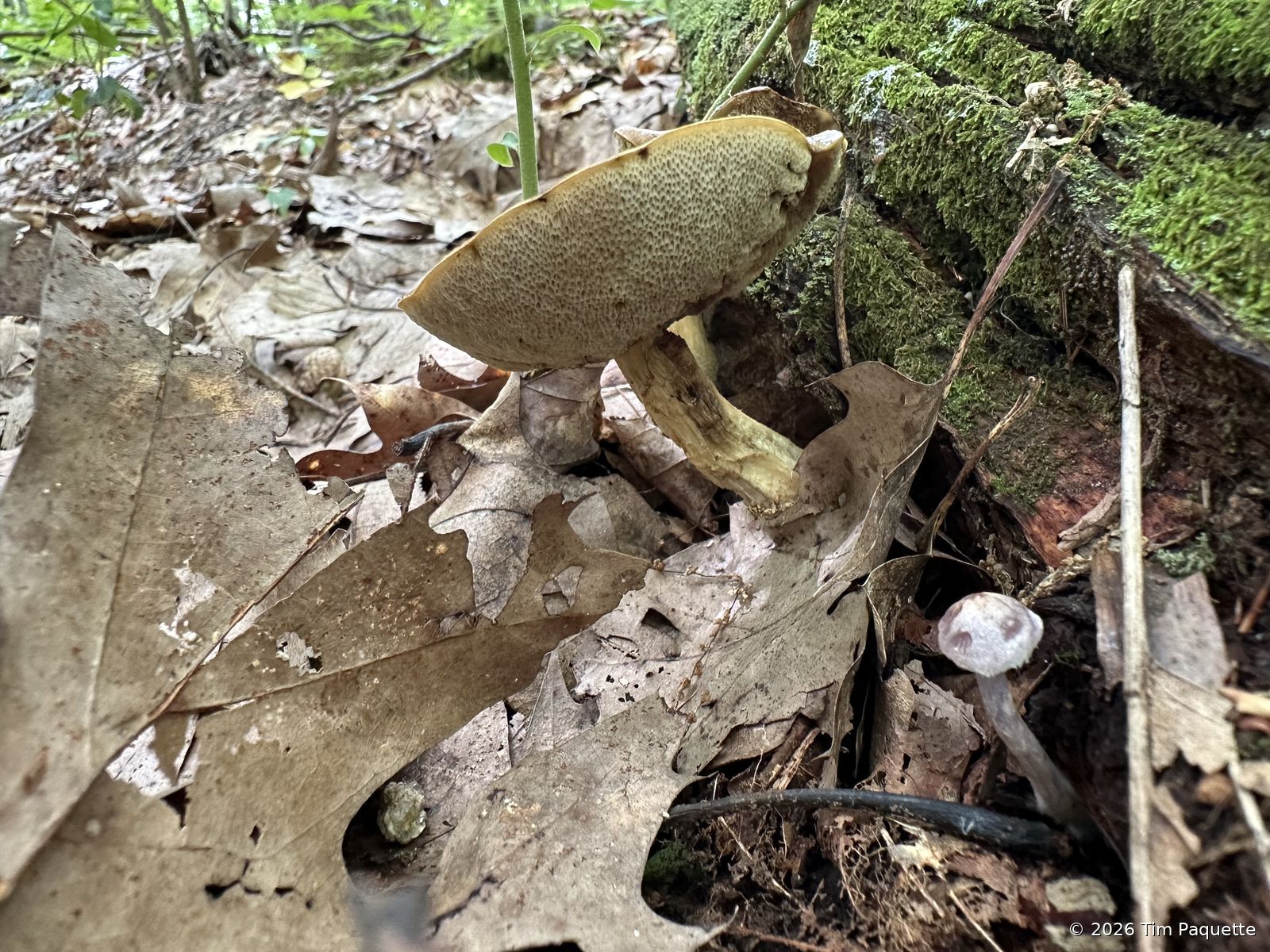Leominster State Forest