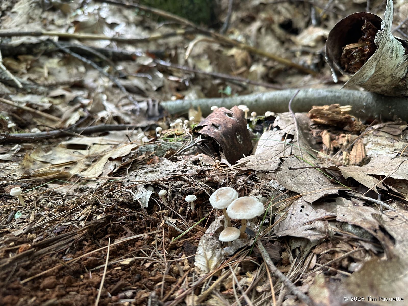 Troop of small pale agarics on a log