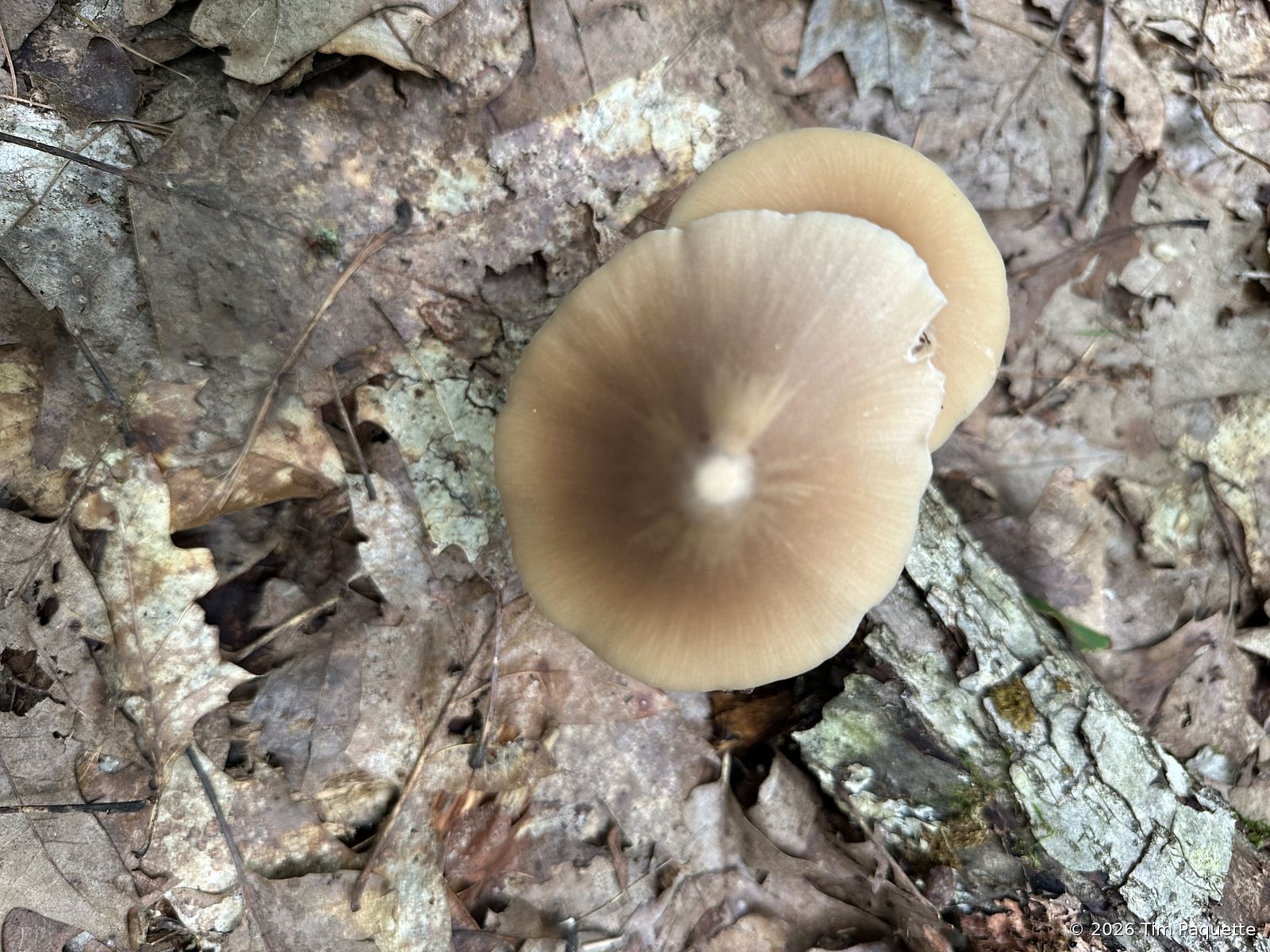 Striate-capped agaric on wood