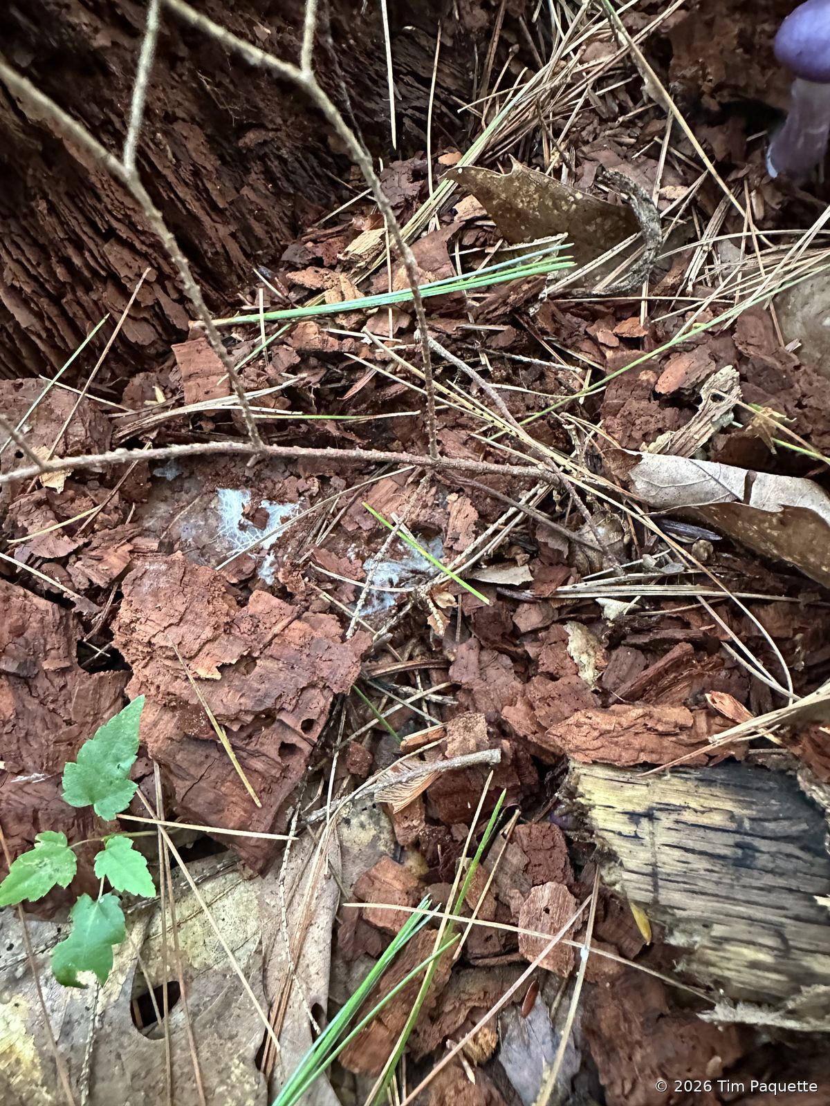 Violet agarics on a red eroded bank