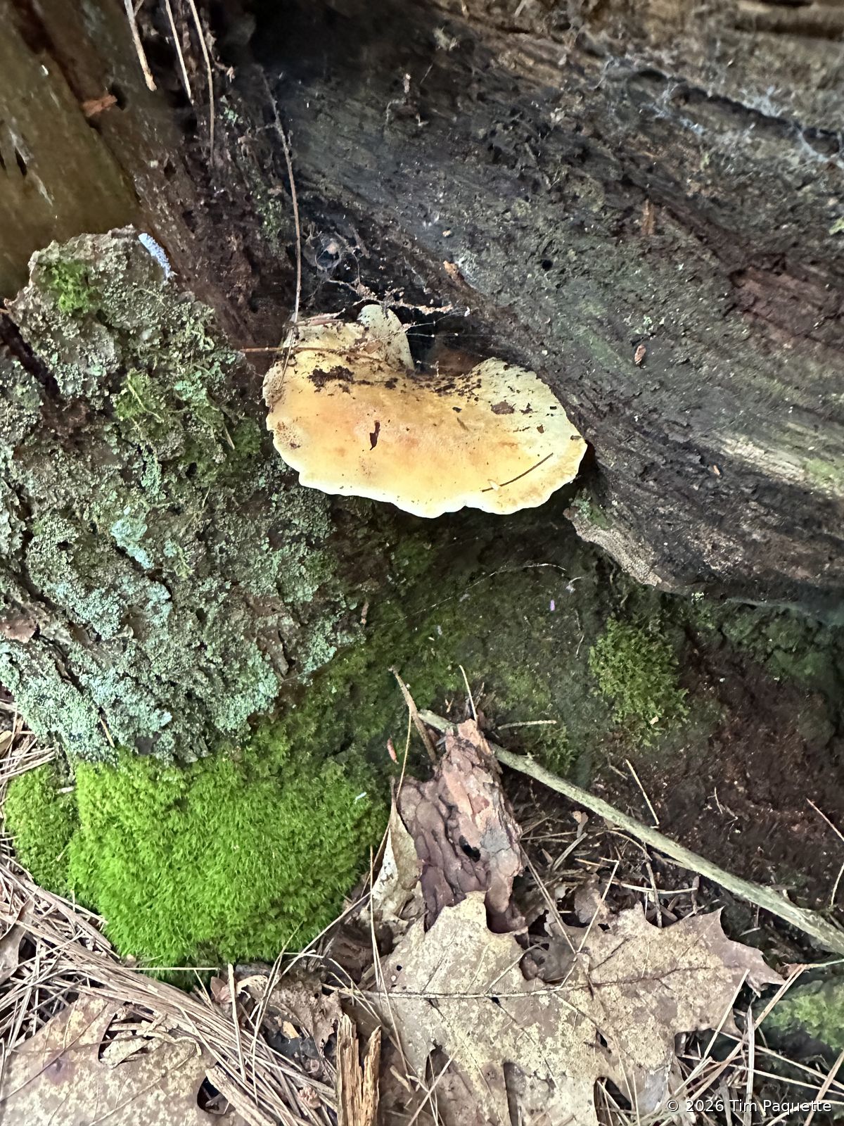 Orange-gilled bracket on a log