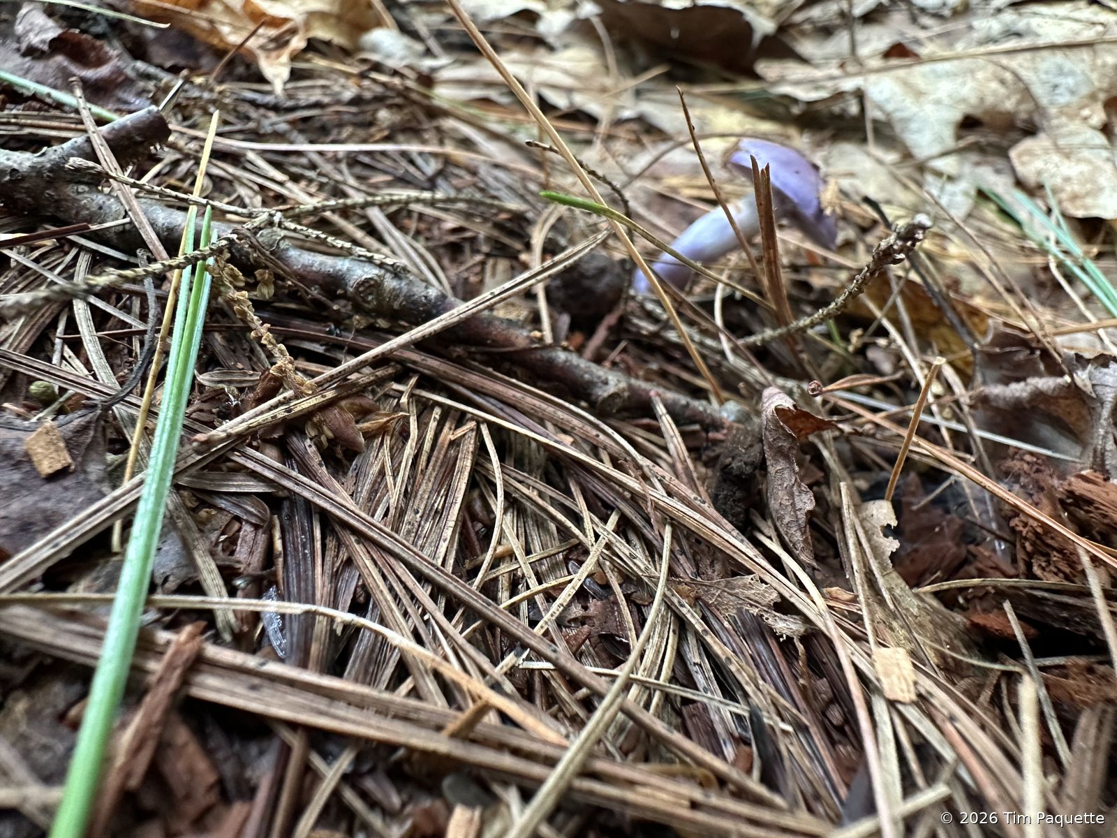Violet agaric in pine litter