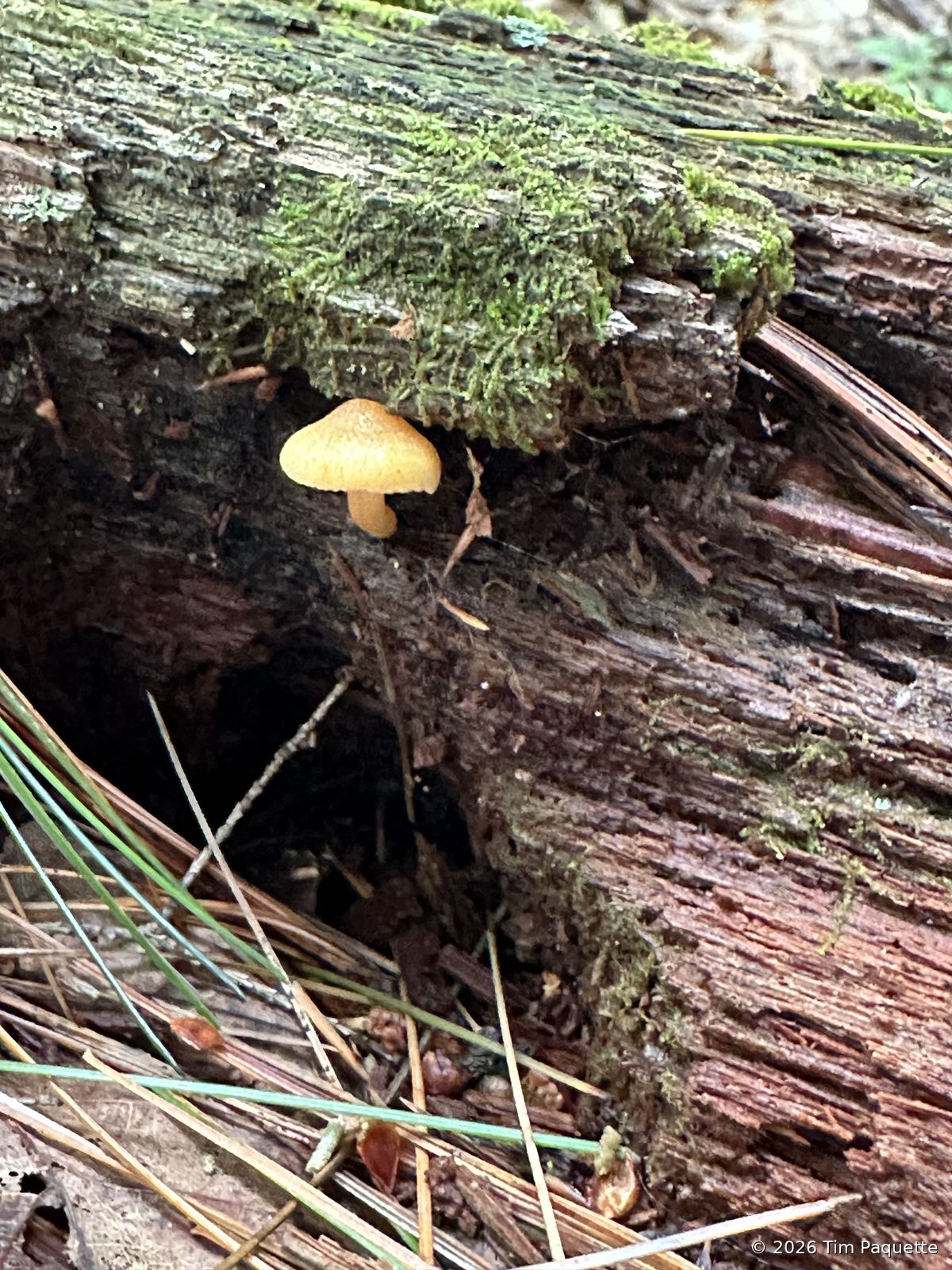 Small orange mushroom on a log — upper