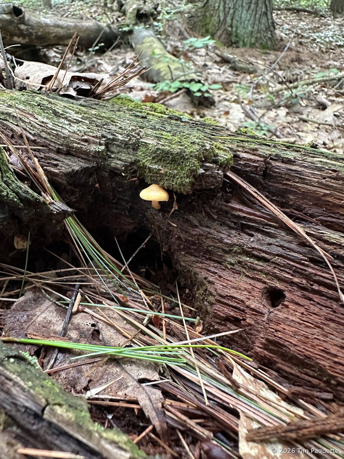 Small orange mushroom on a log — lower