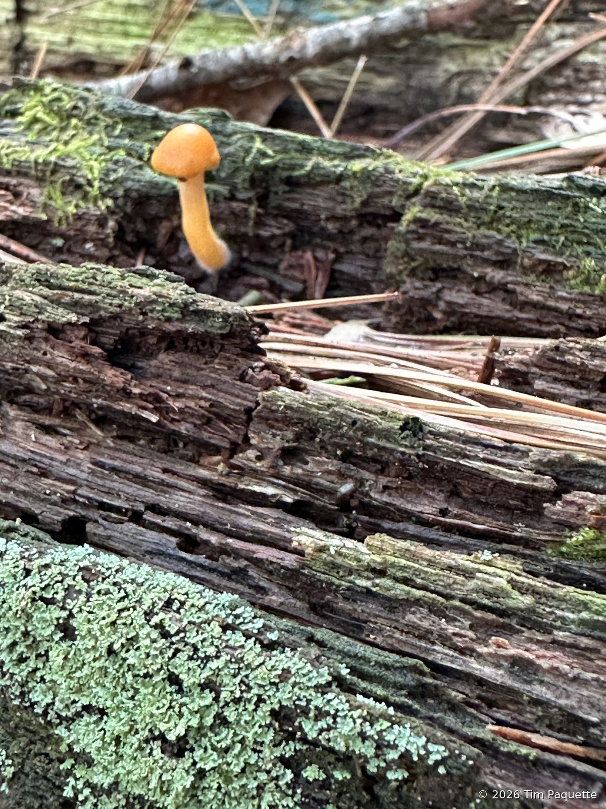 Small orange mushrooms on a rotting log