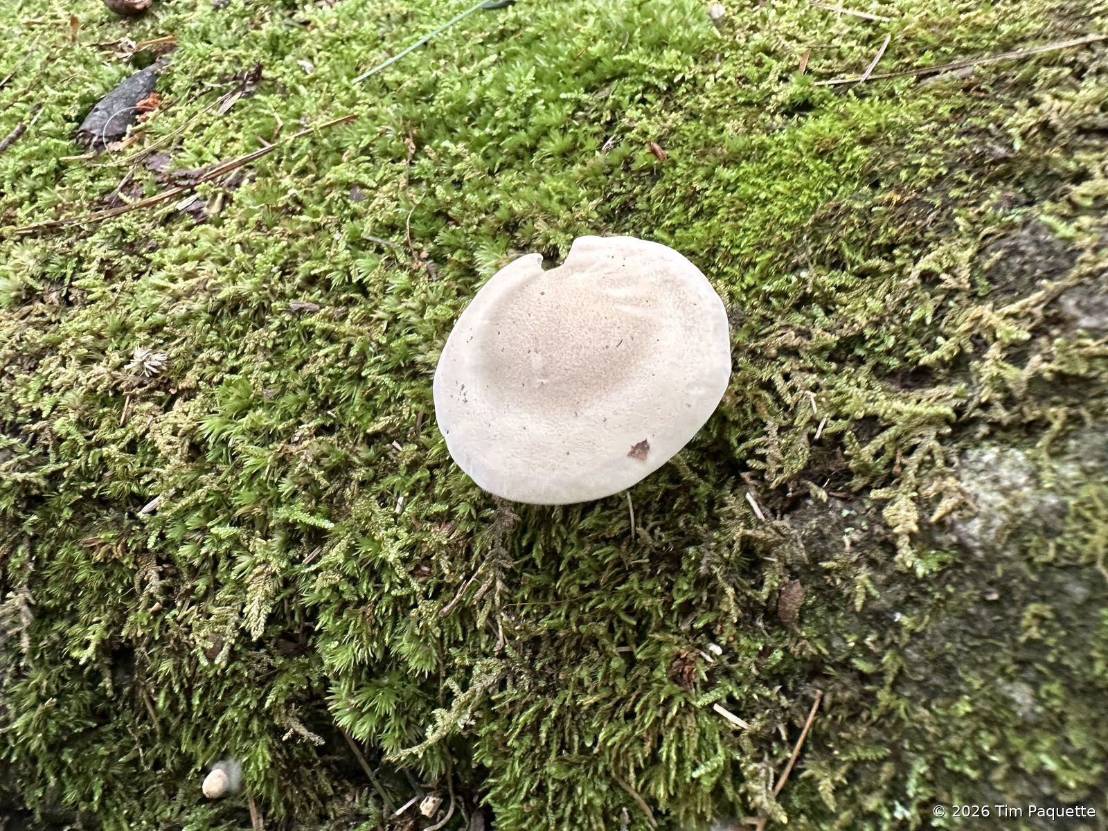 White cap on a mossy log