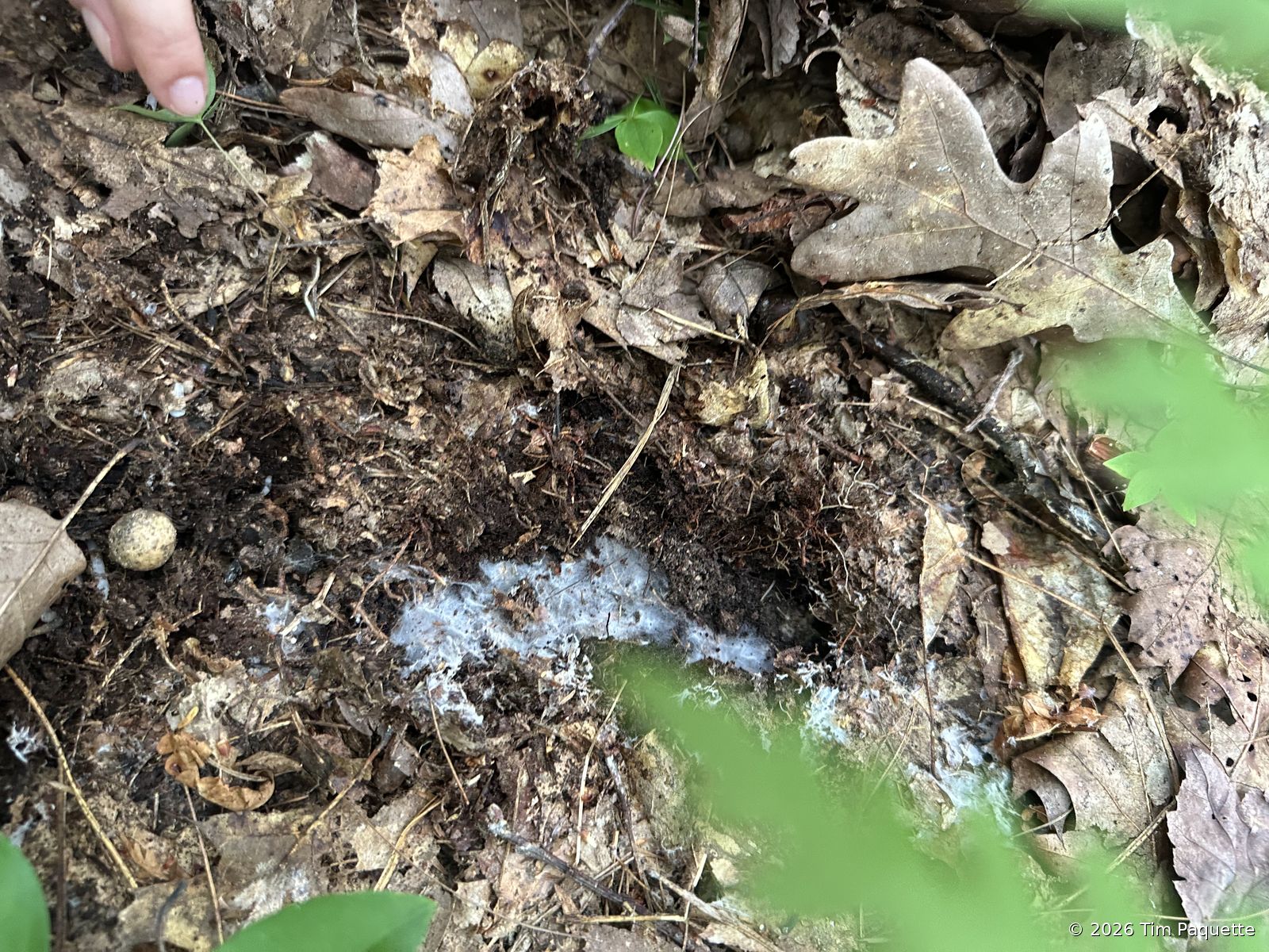 White mycelium in leaf litter