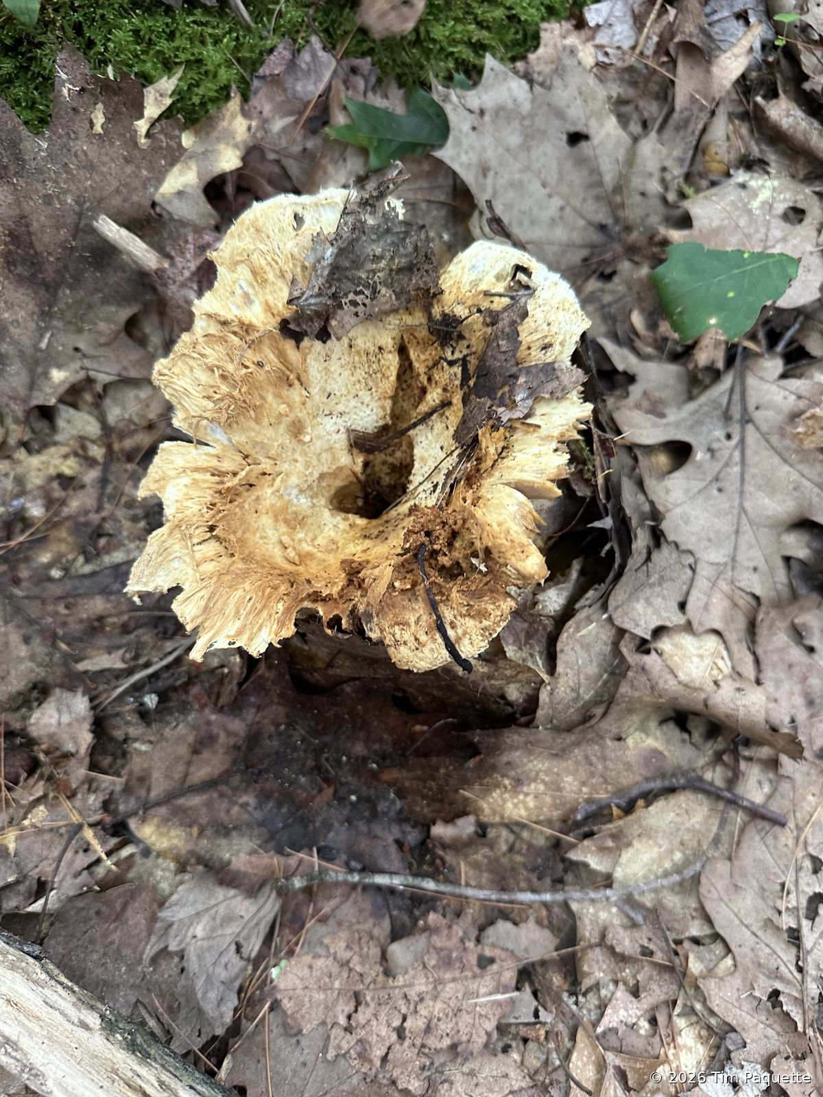 Large buff funnel with decurrent gills
