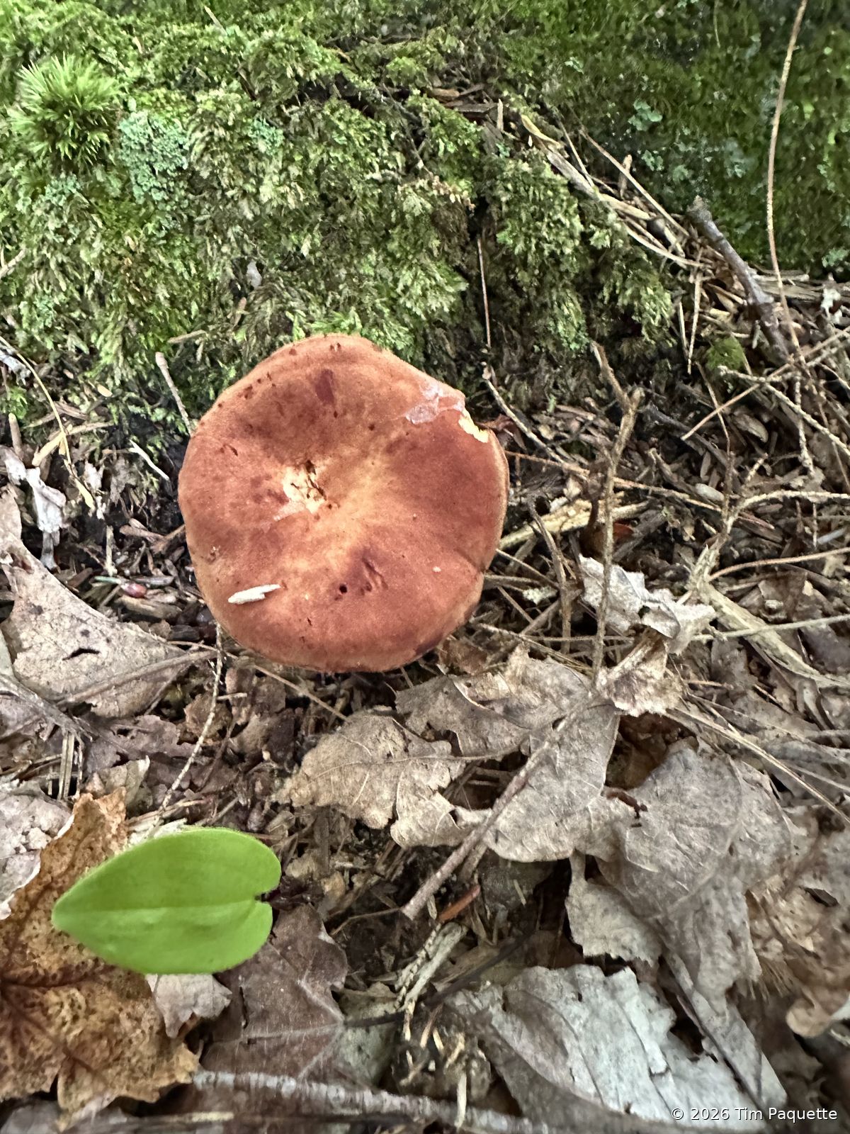 Rosy cap with orange gills