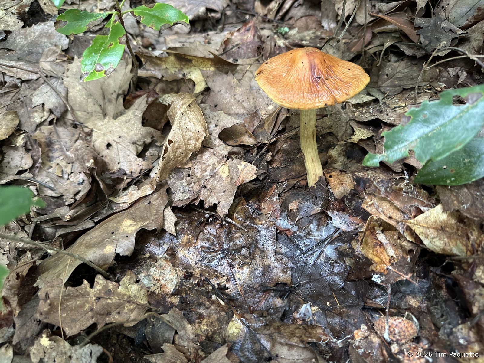 Cinnamon-capped agarics