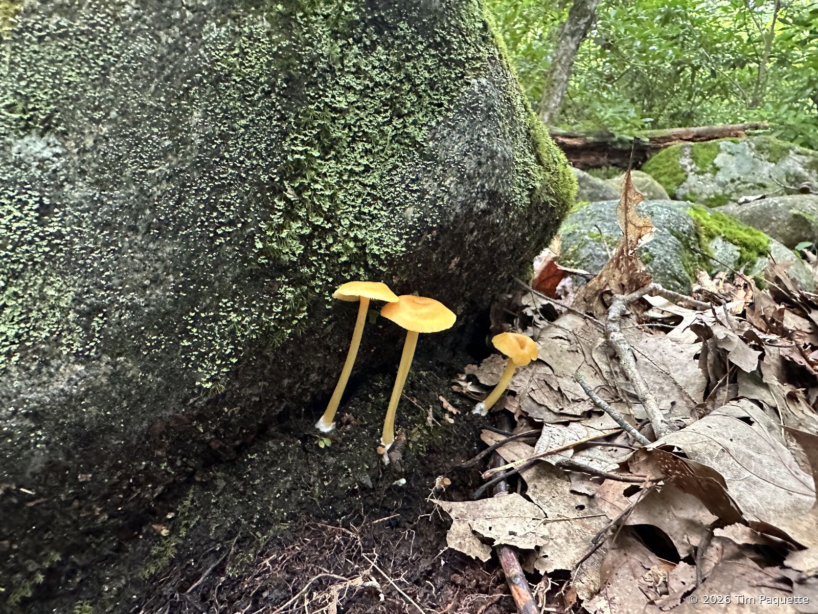 Orange waxcap troop at a boulder