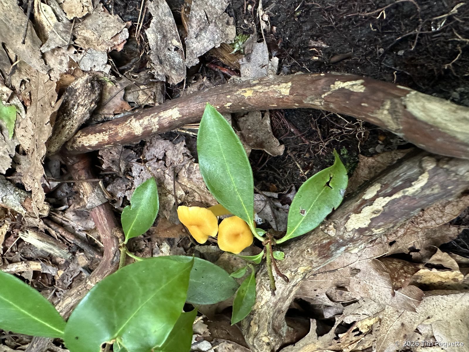 Orange lobed fungi in wintergreen