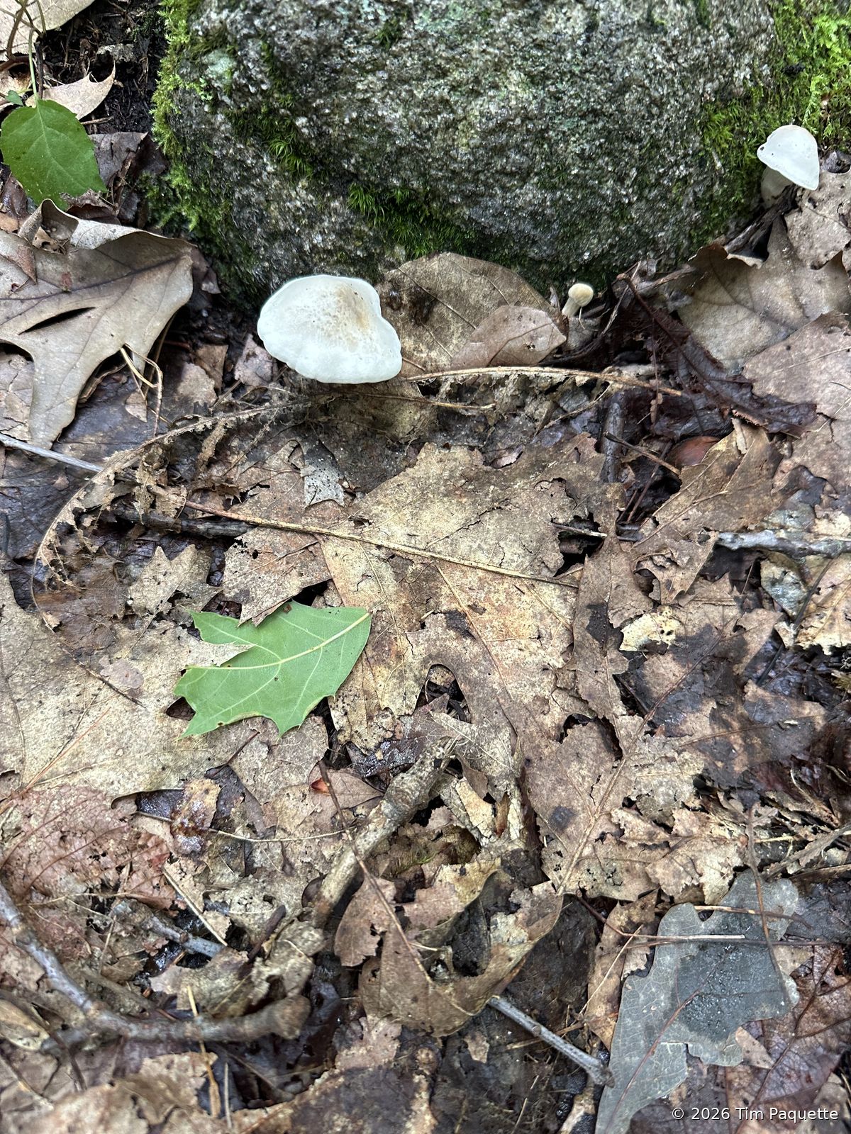 Small white cap by the boulder