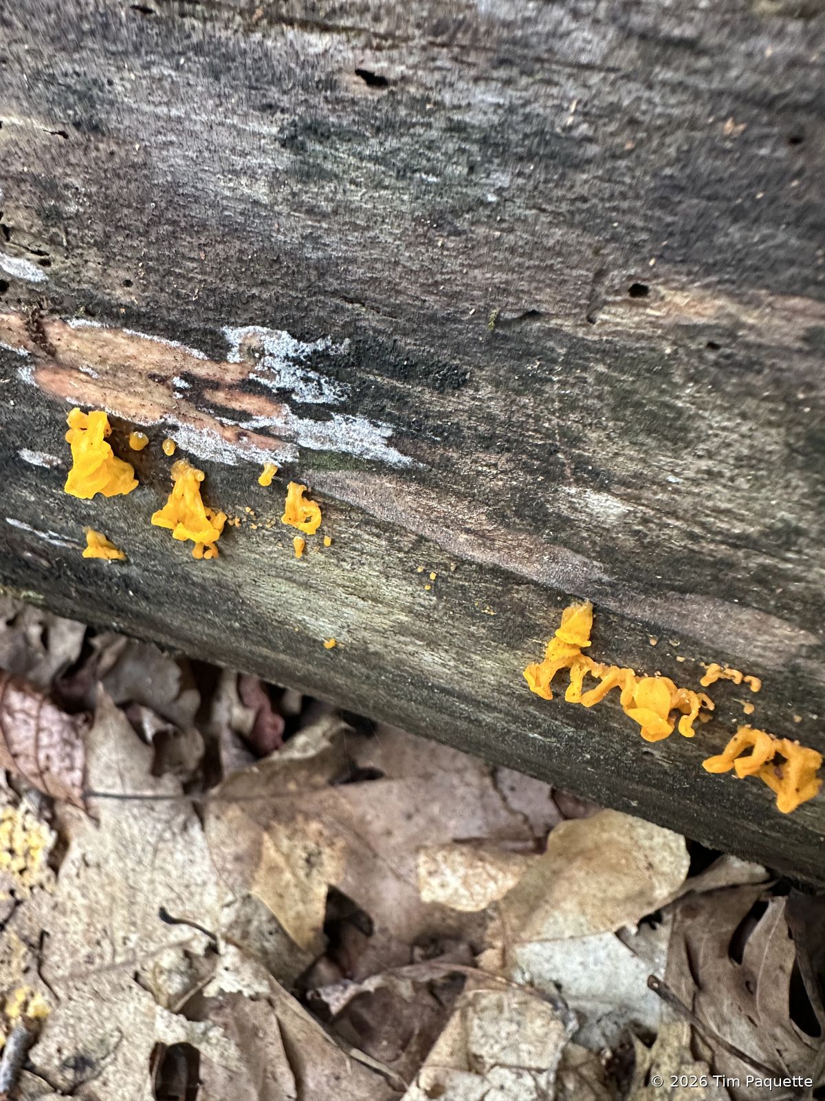 Orange jelly fungus on a log