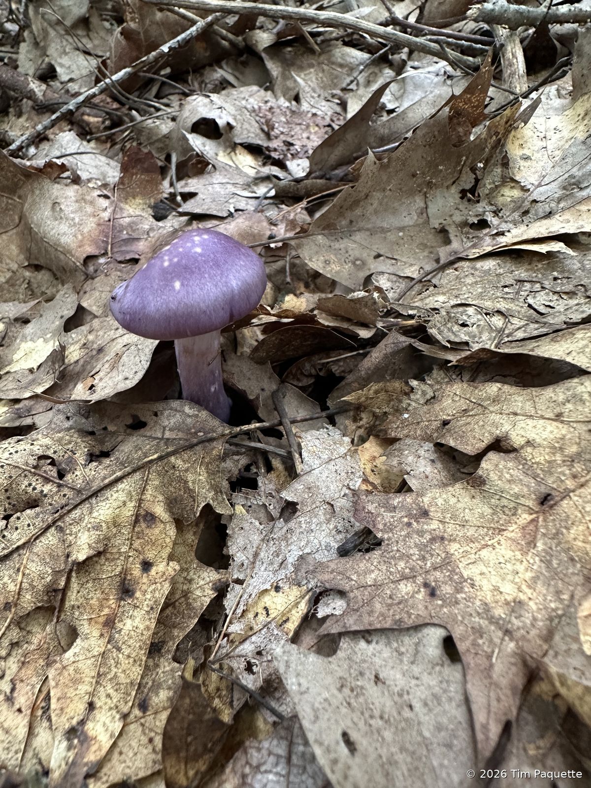 Violet agaric, collected and examined