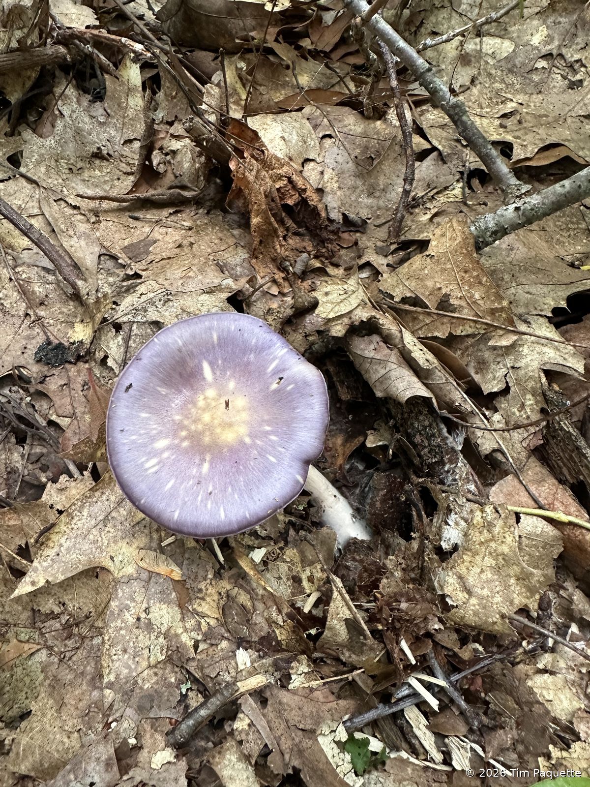 Violet agarics scattered on a hillside