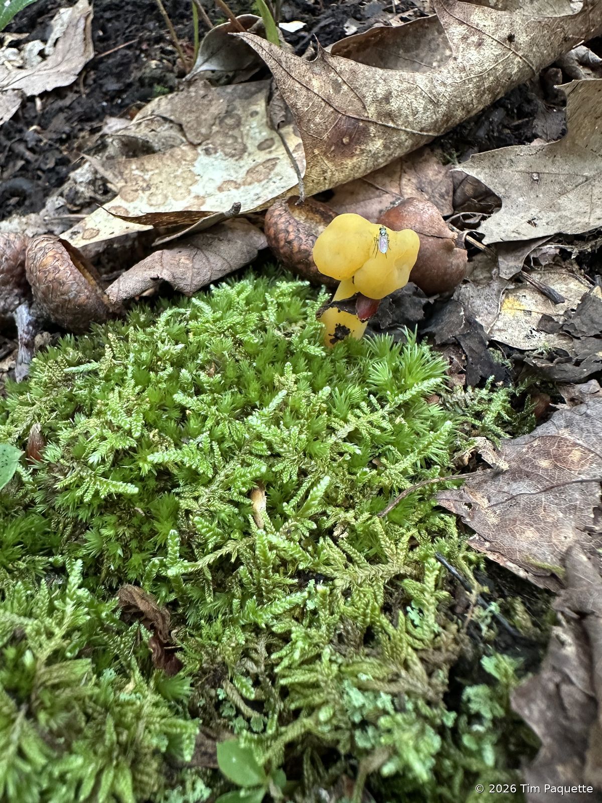Yellow lobed fungus on moss