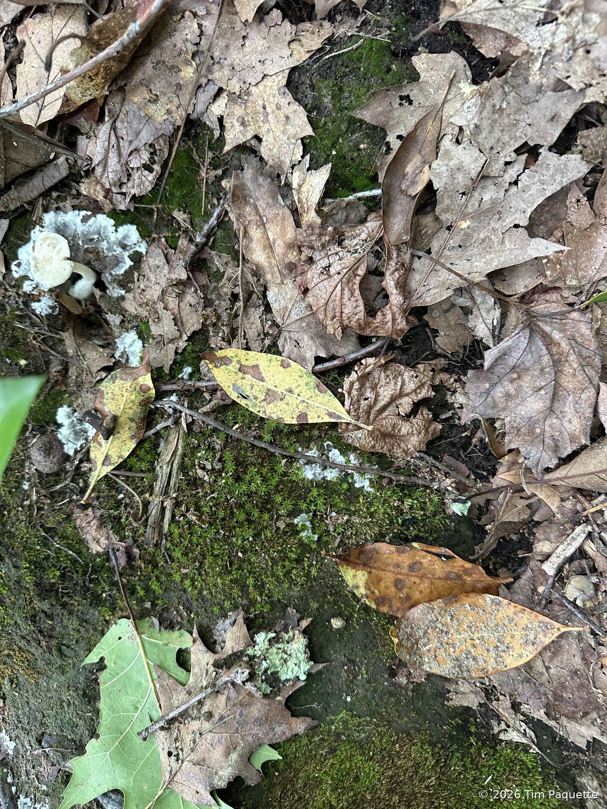 White cap in a mycelial mat
