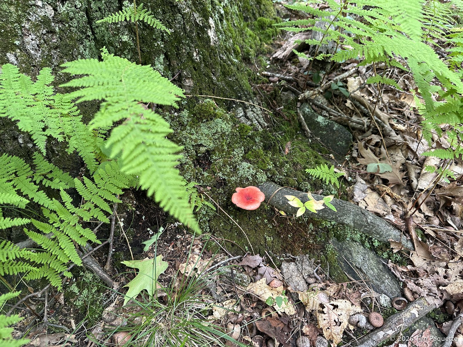 Pink Russula on a mossy rock