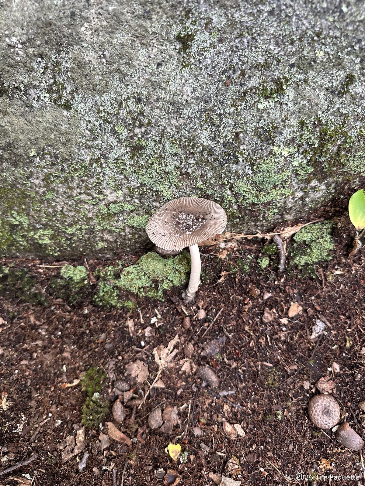 Tall grey-brown agaric by a boulder