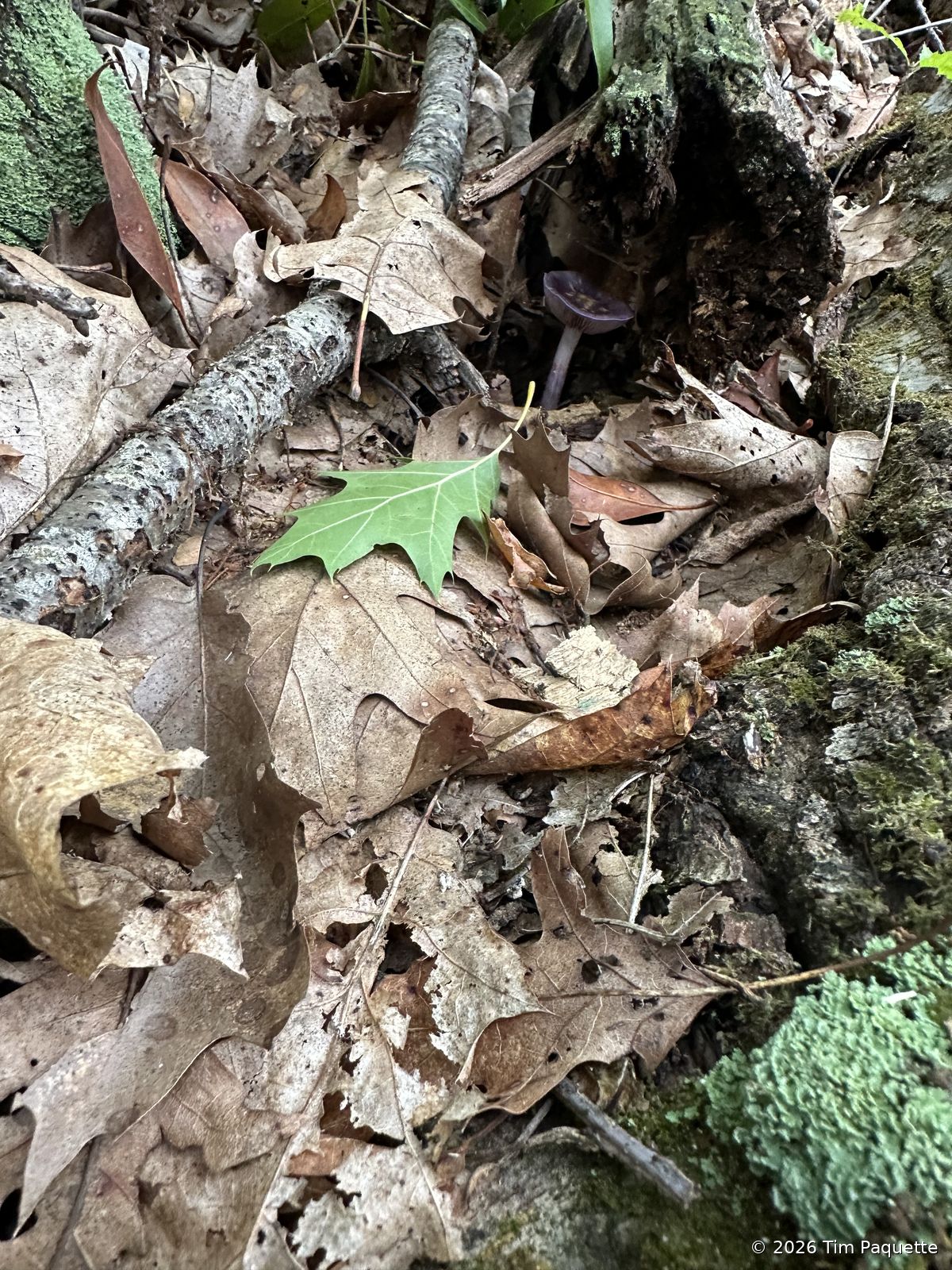 Violet agaric beside a mossy log