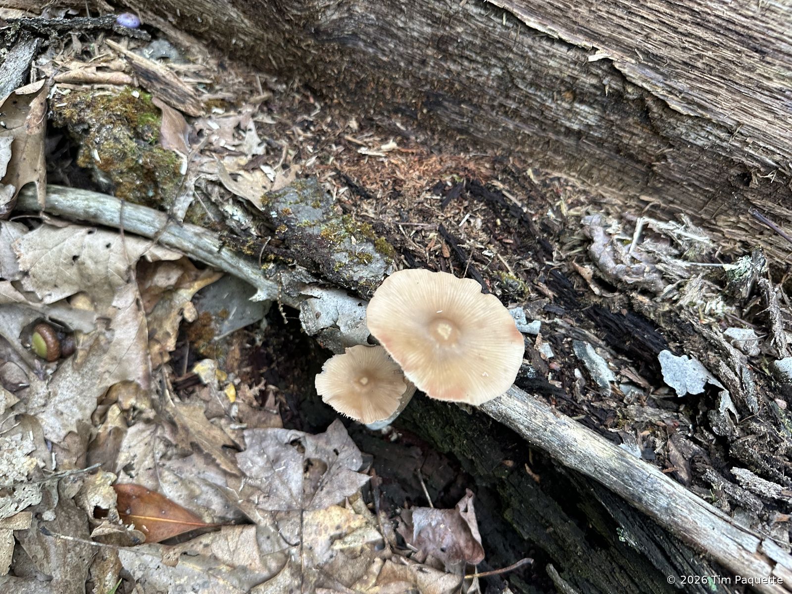 Buff agarics on a fallen log