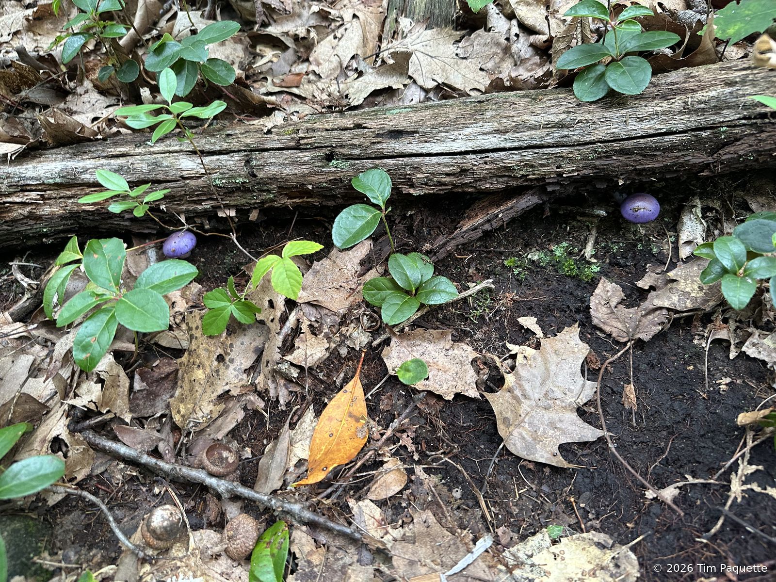 Violet agarics along a fallen log