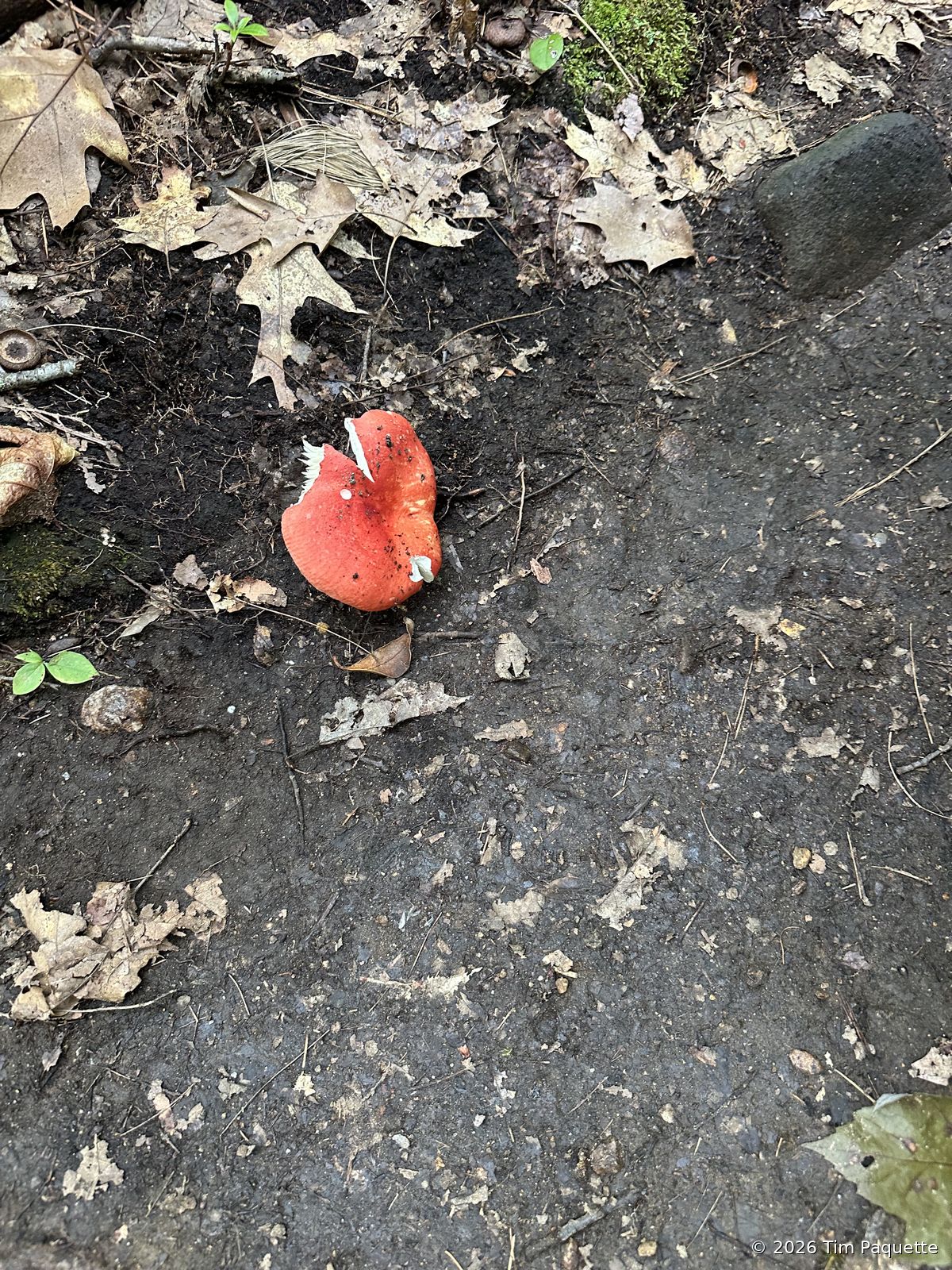 Red Russula, uprooted on the trail