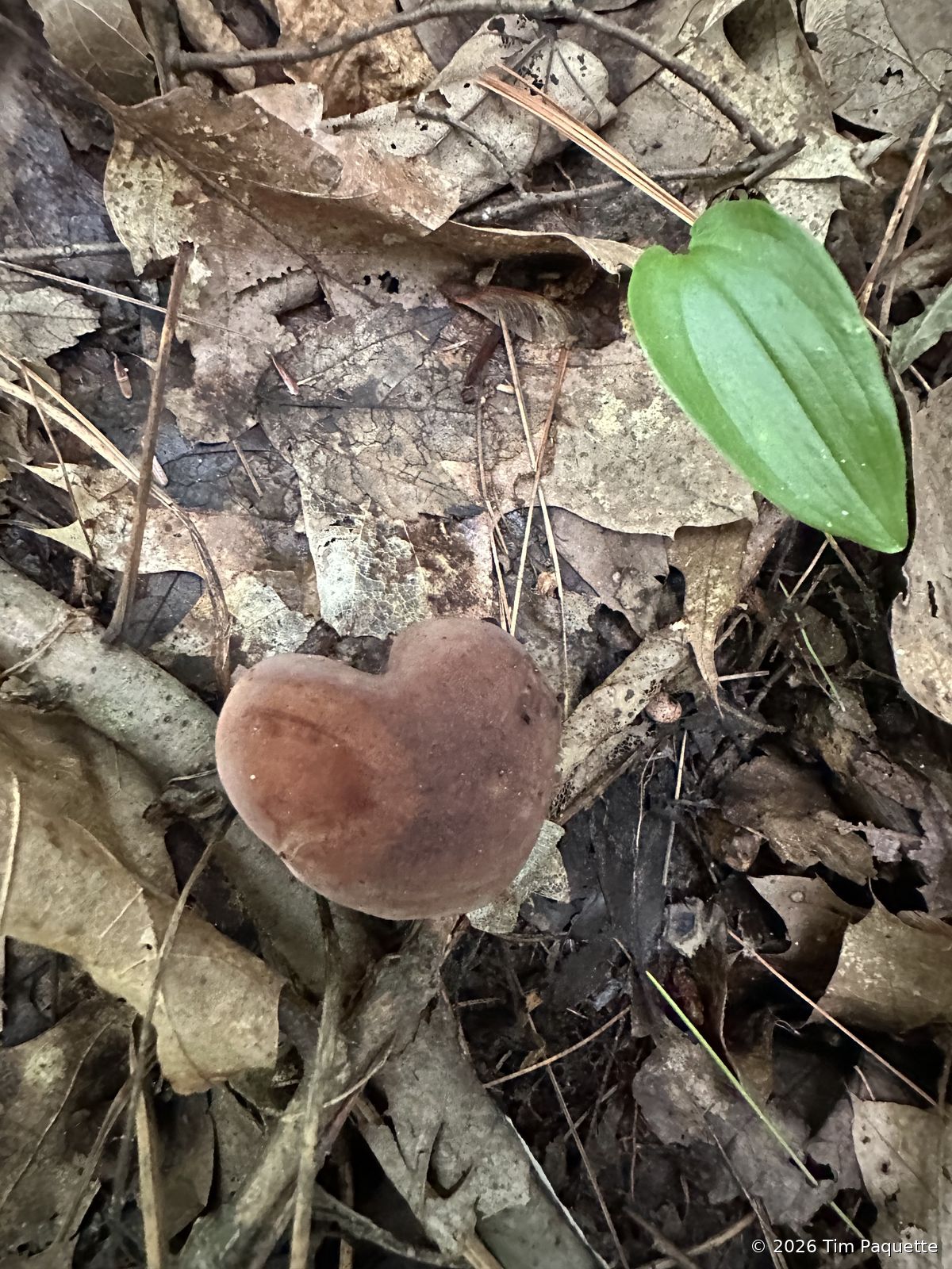 Dark chestnut bolete